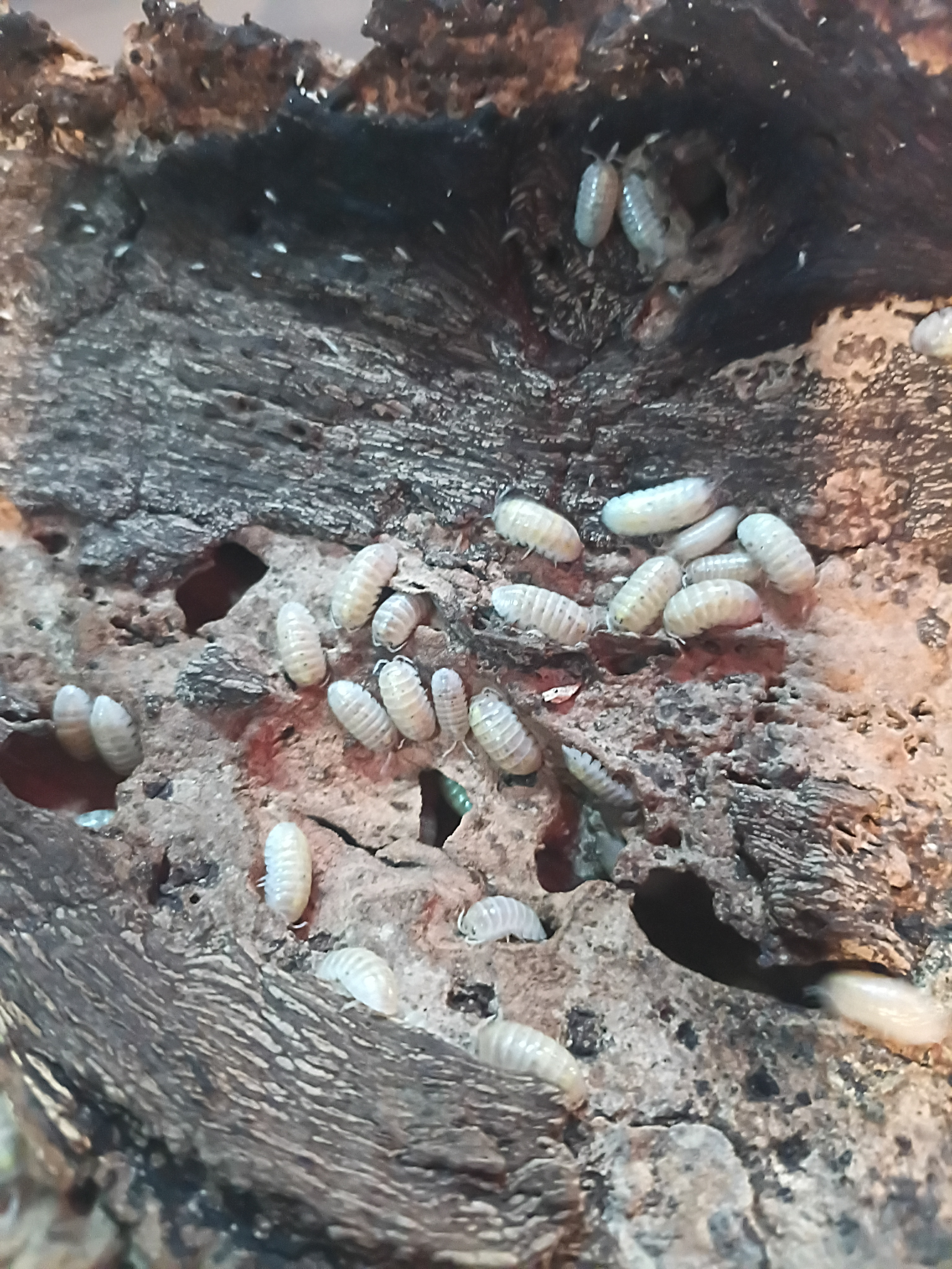 10ct - Armadillidium vulgare "Magic Potion (japanese Line)"