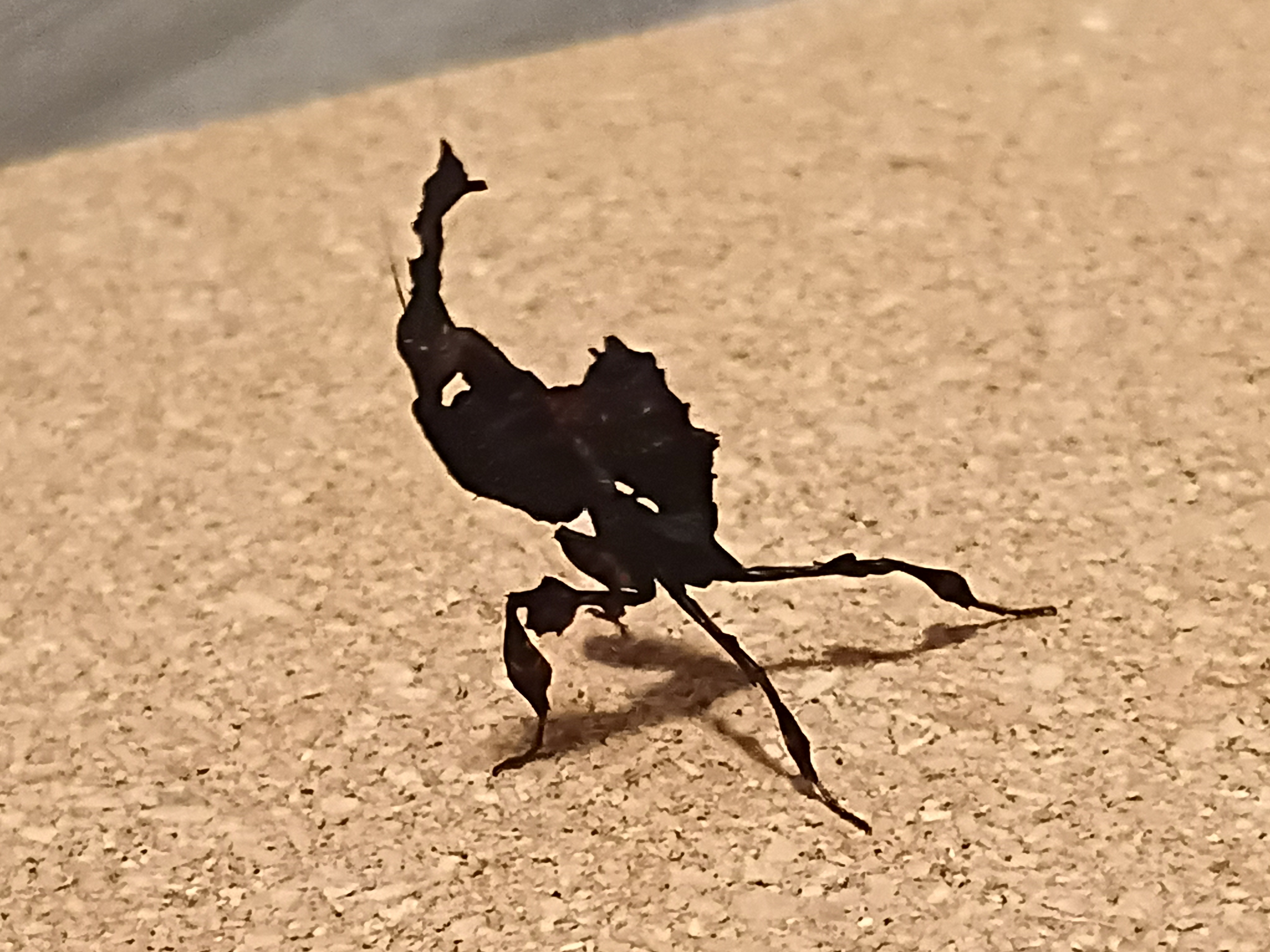 1ct - Phyllocrania paradoxa "Ghost Mantis"