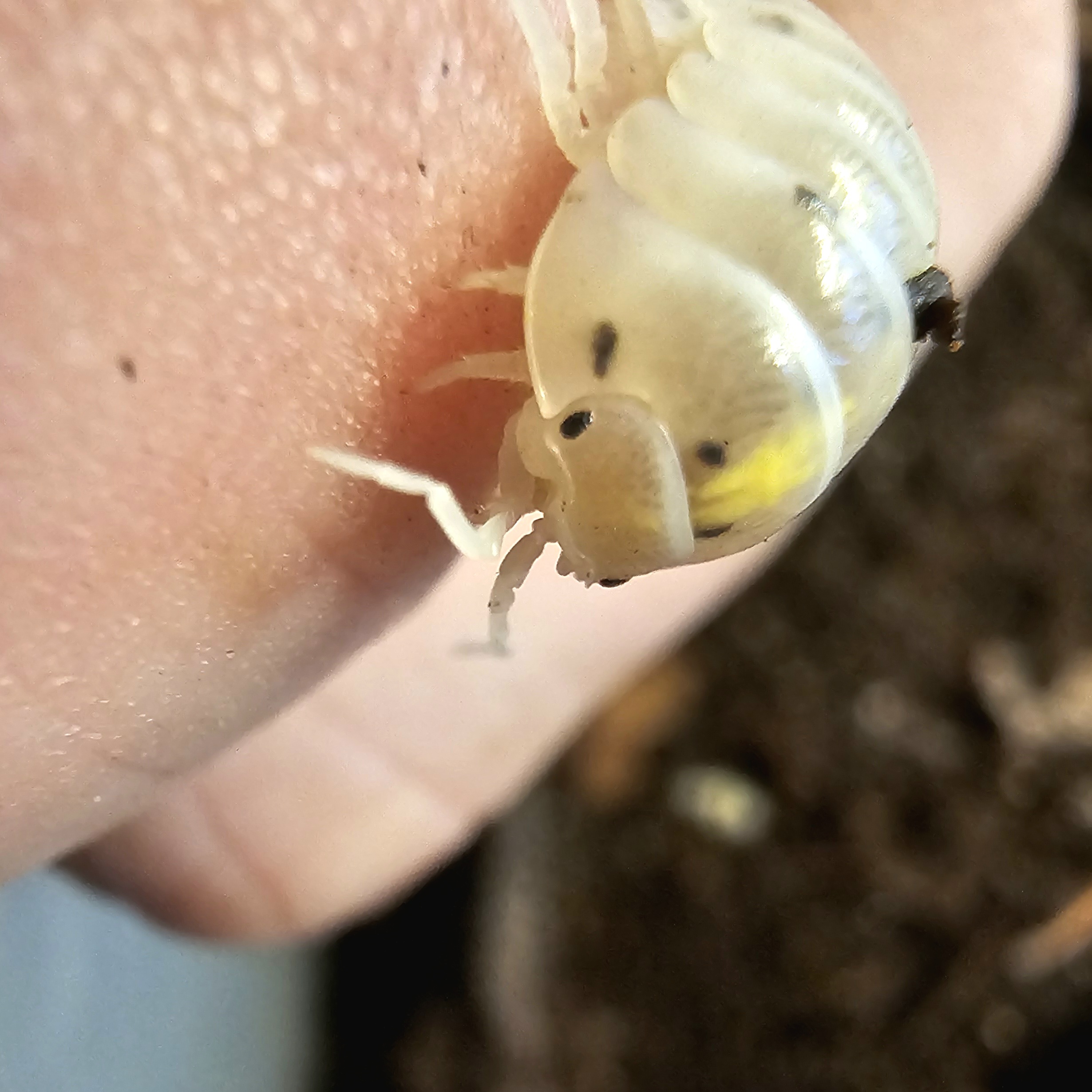 10ct - Armadillidium vulgare "Magic Potion (japanese)"