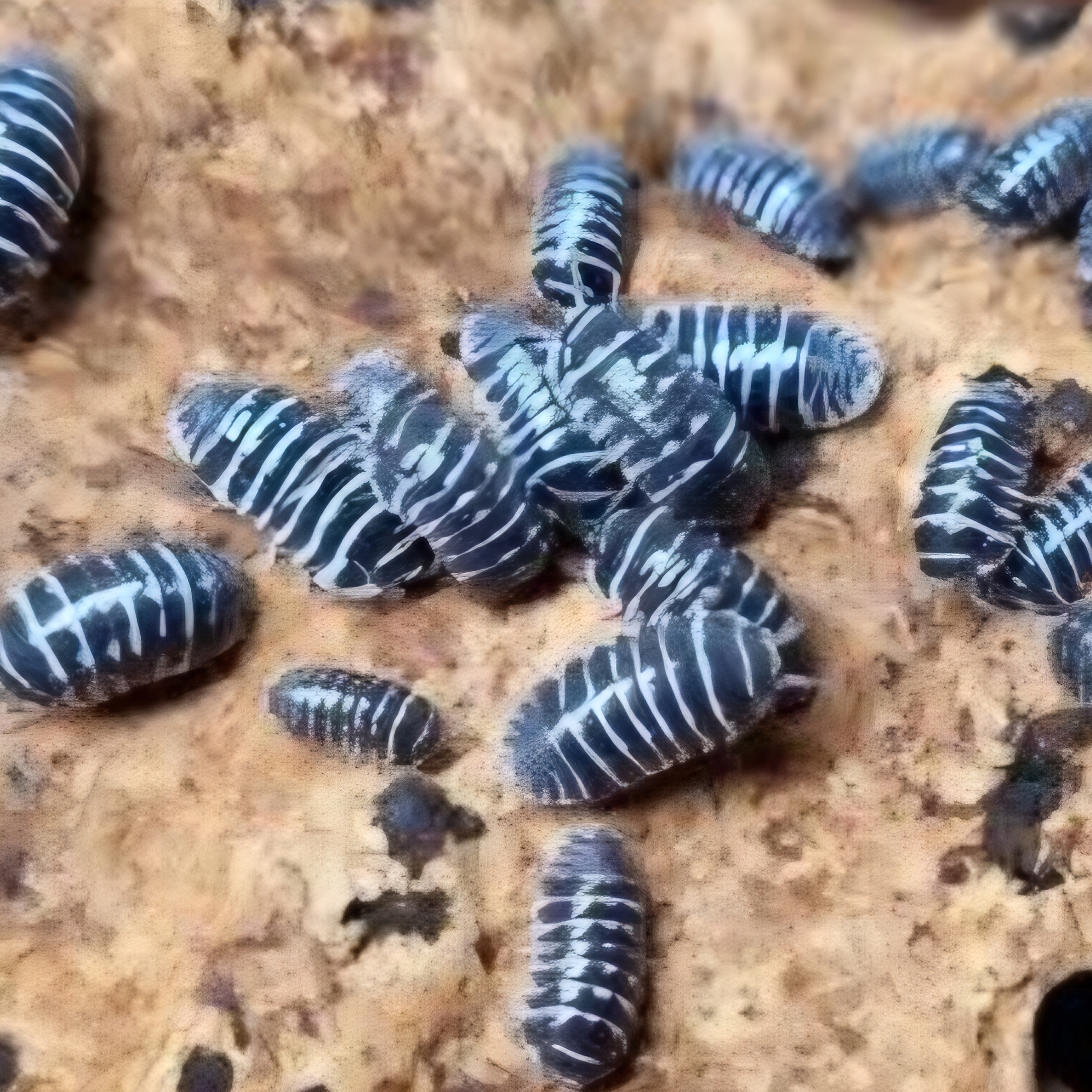 10ct - Armadillidium maculatum "Zebra"