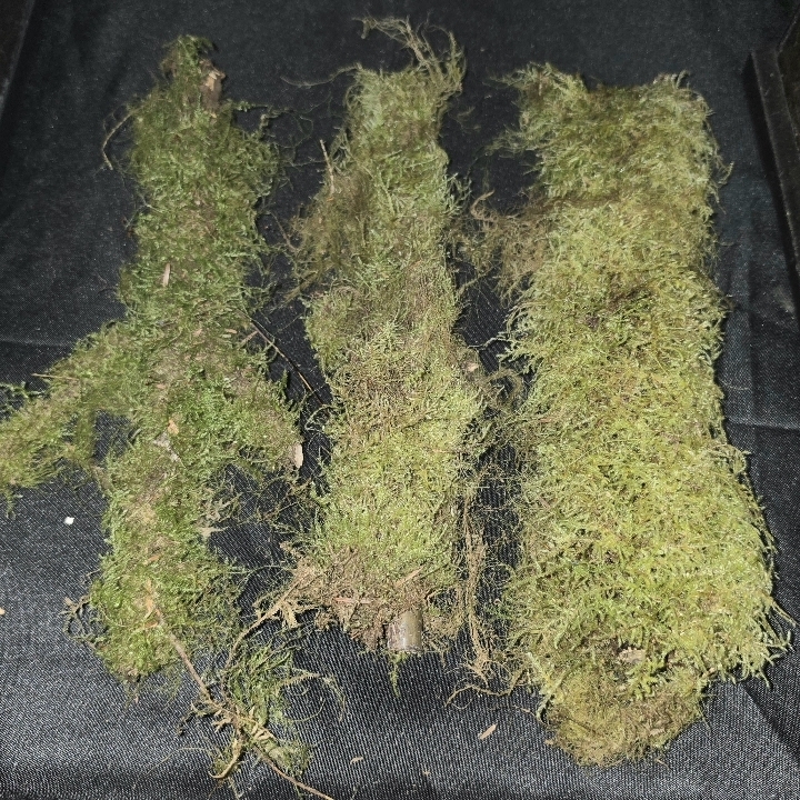 Mossy Sticks