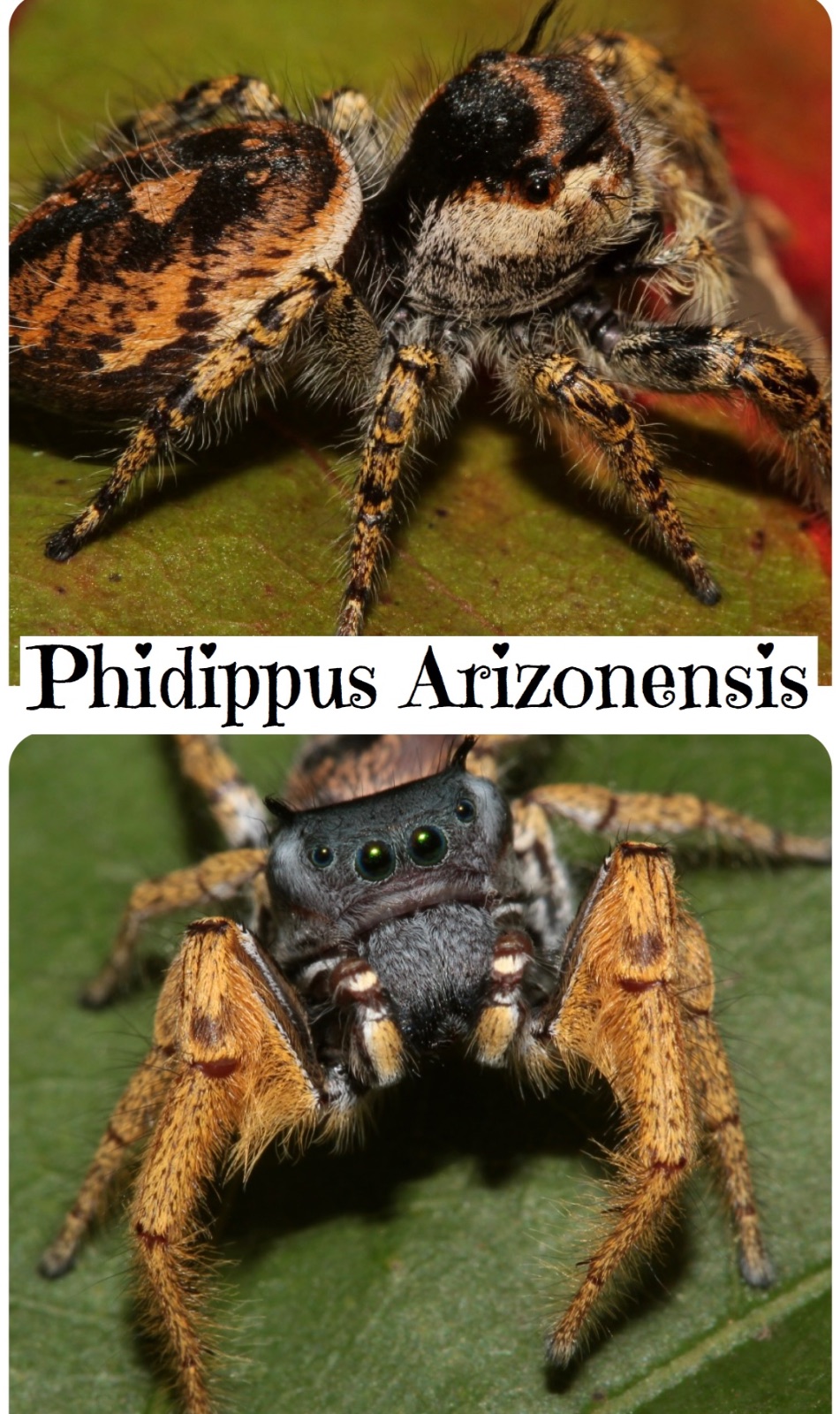1ct - Phidippus Arizonensis I6/i7 "Arizona Jumping Spider"