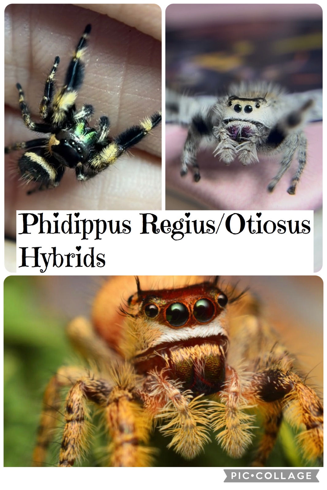 1ct - Phidippus Regius/otiosus Hybrids "Hybrid Jumping Spider"