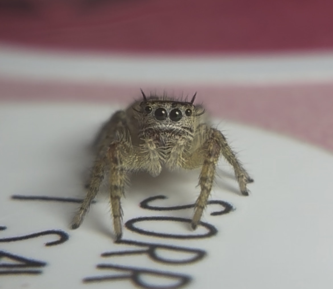 1ct - Phidippus Arizonensis I6/i7 "Arizona Jumping Spider" photo 2