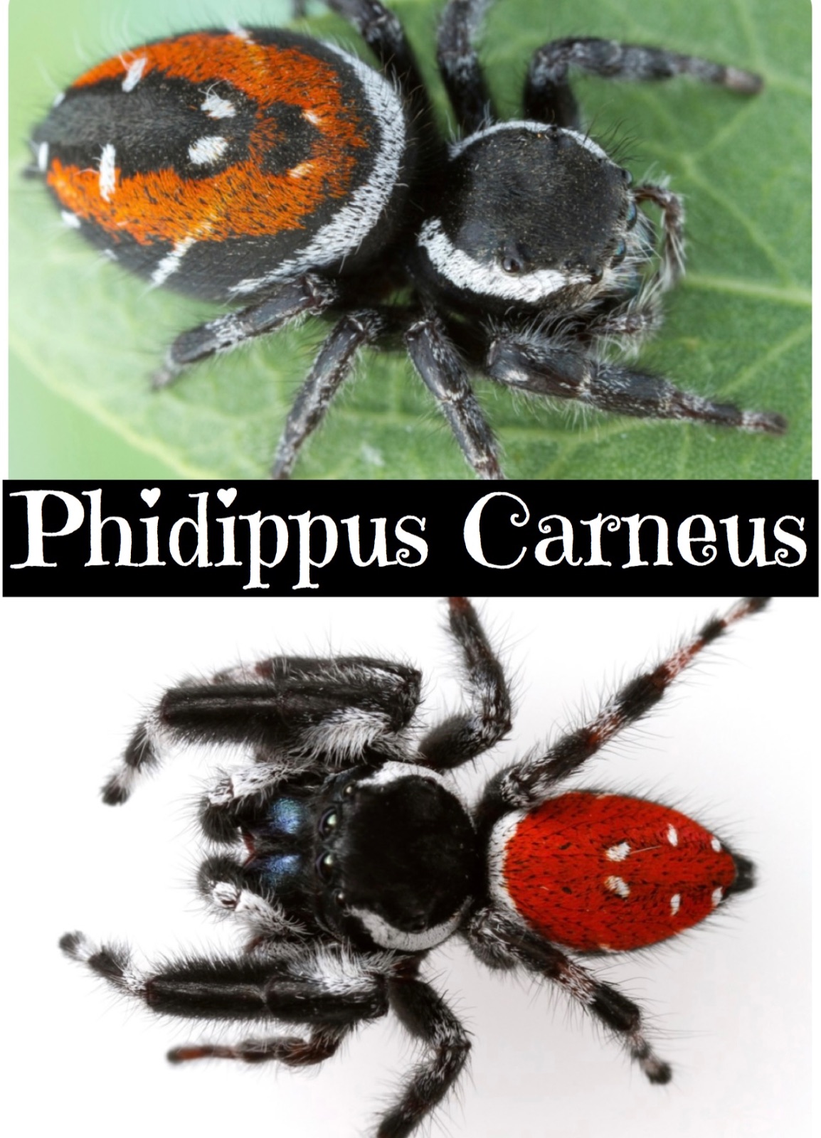 1ct - Phidippus Carneus I6/i7 "Red-back Jumping Spider"