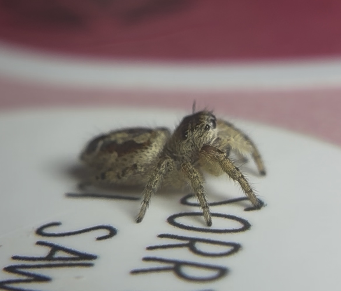 1ct - Phidippus Arizonensis I6/i7 "Arizona Jumping Spider" photo 3