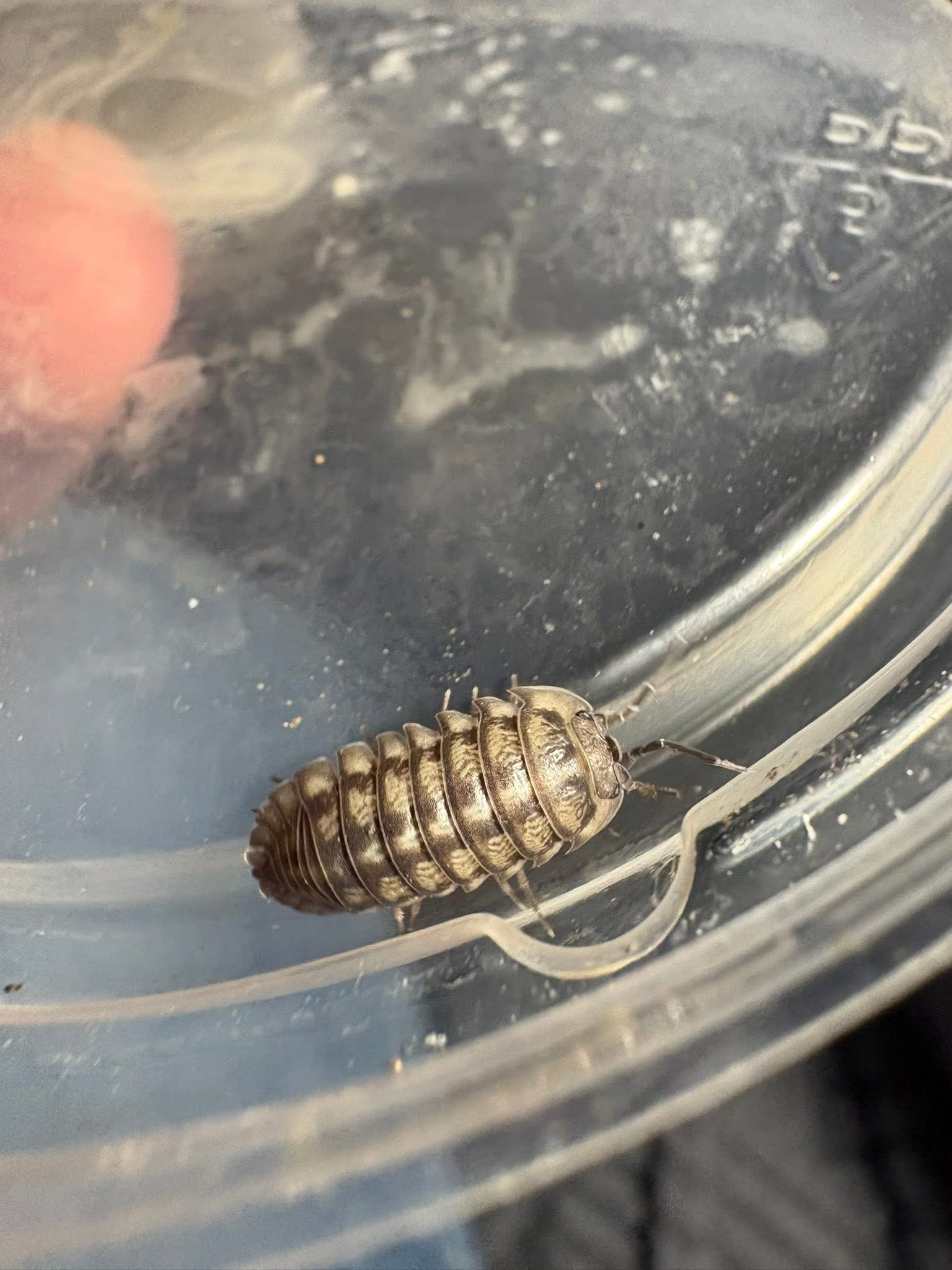 10ct - Armadillidium nasatum "Mix"