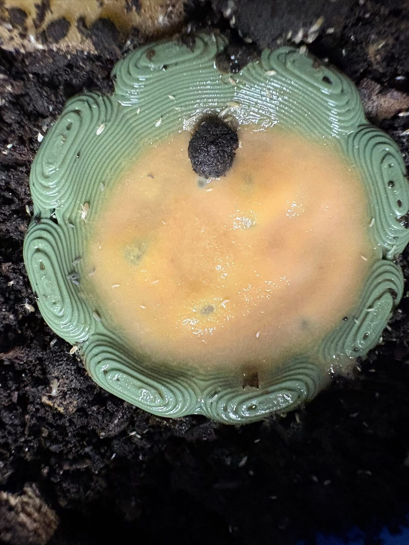 1ct - Pseudosinella rolfsi "Rutabaga Runner"