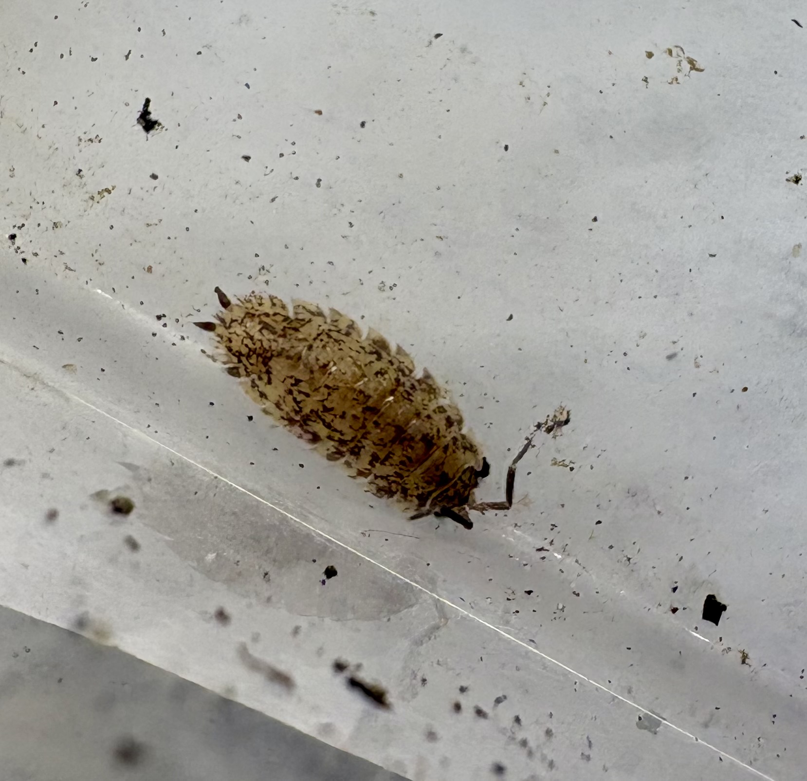 20ct - Porcellio scaber "Party Mix"