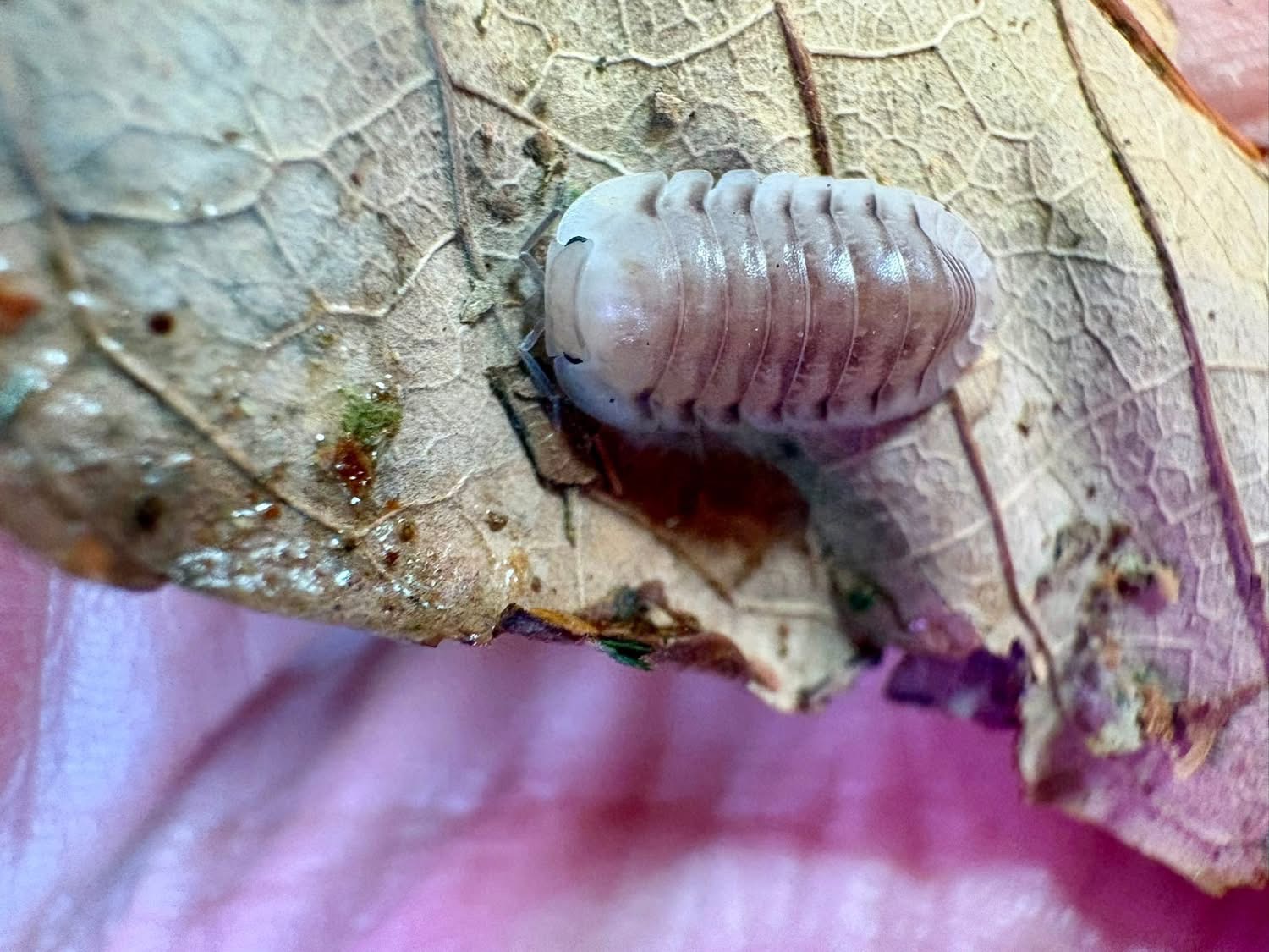 6ct - Cubaris "White Pigeon"