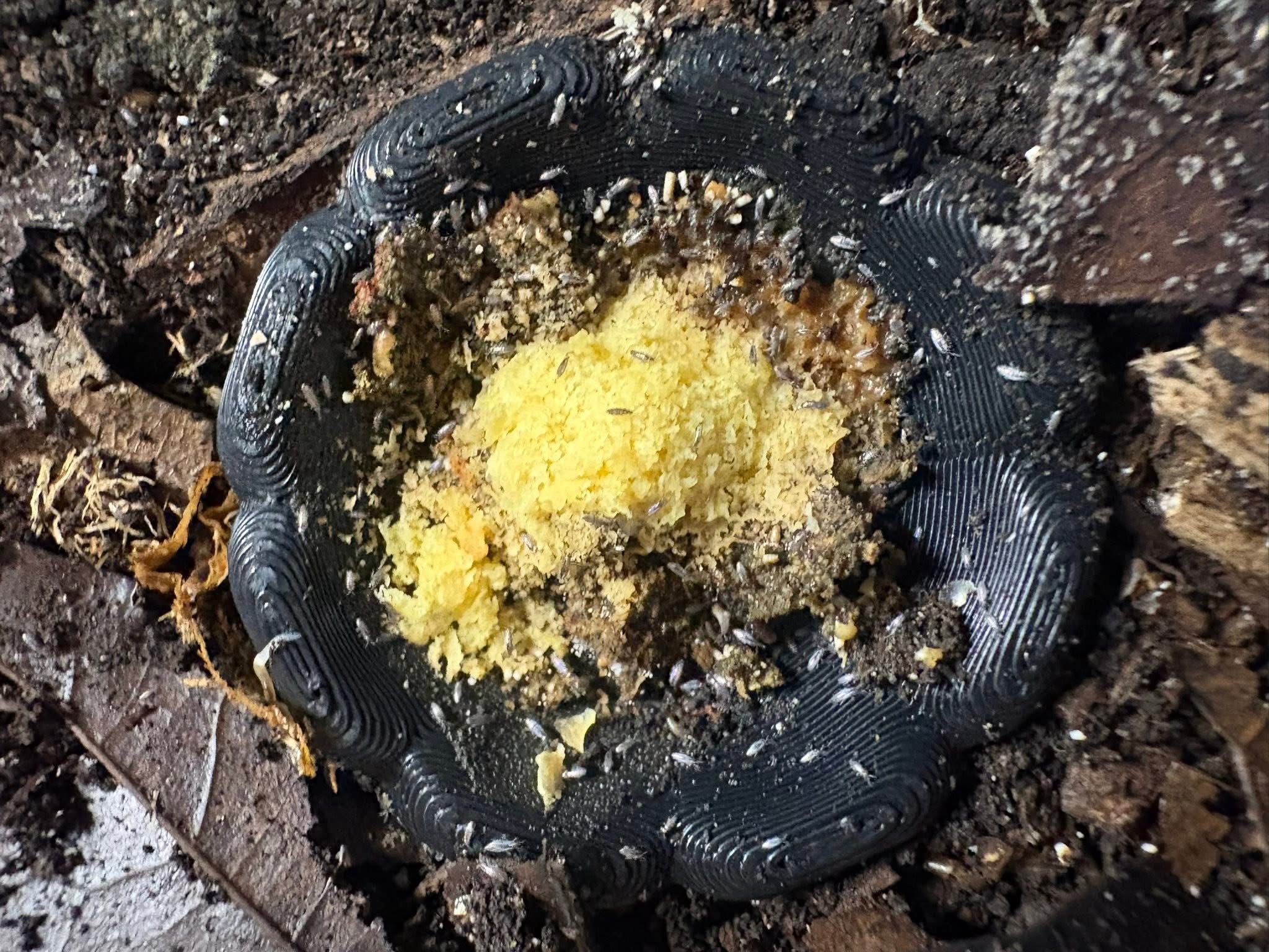 1ct - Lepidocyrtus "Micro Gold"