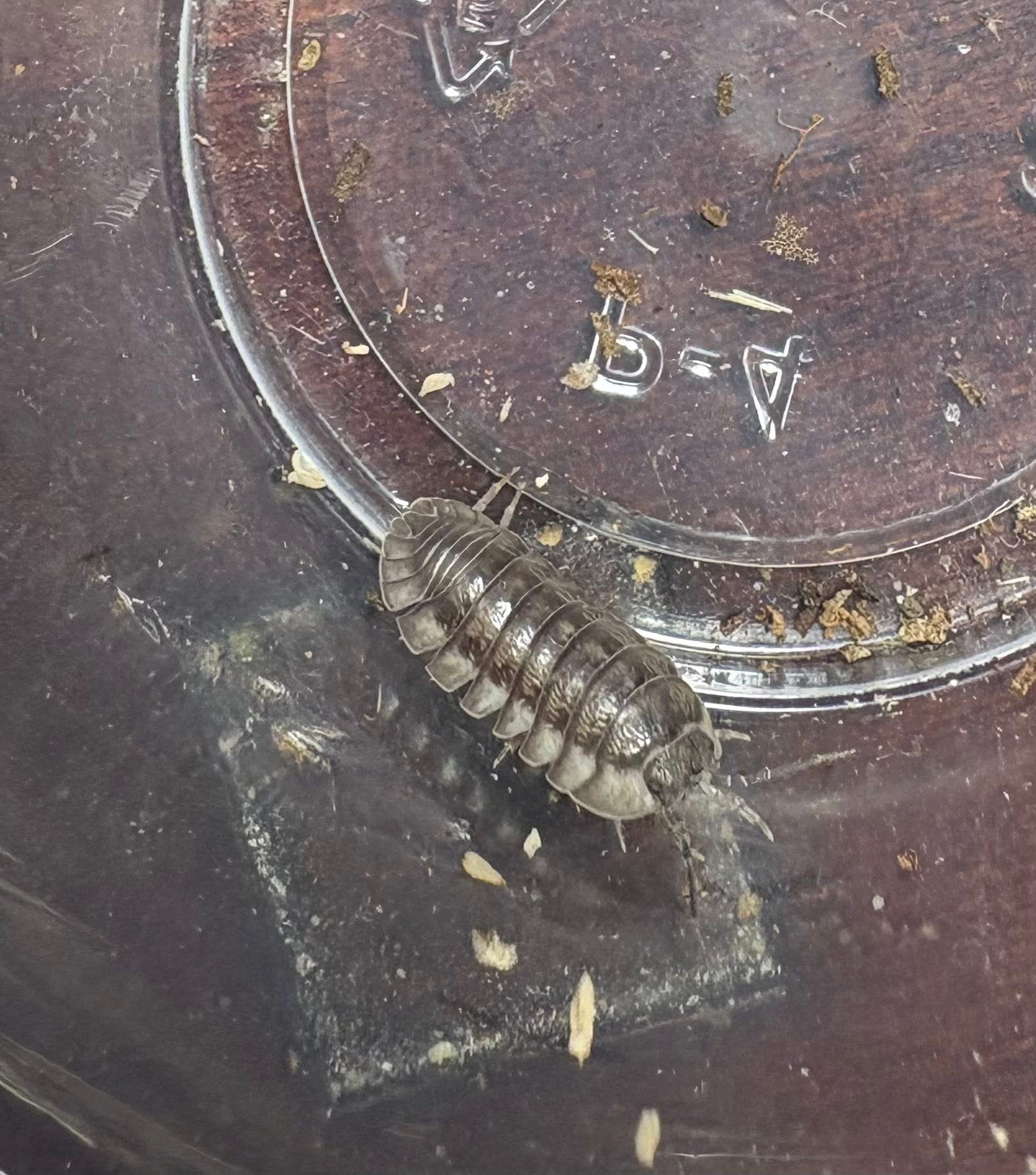 10ct - Armadillidium nasatum "Mix" photo 2