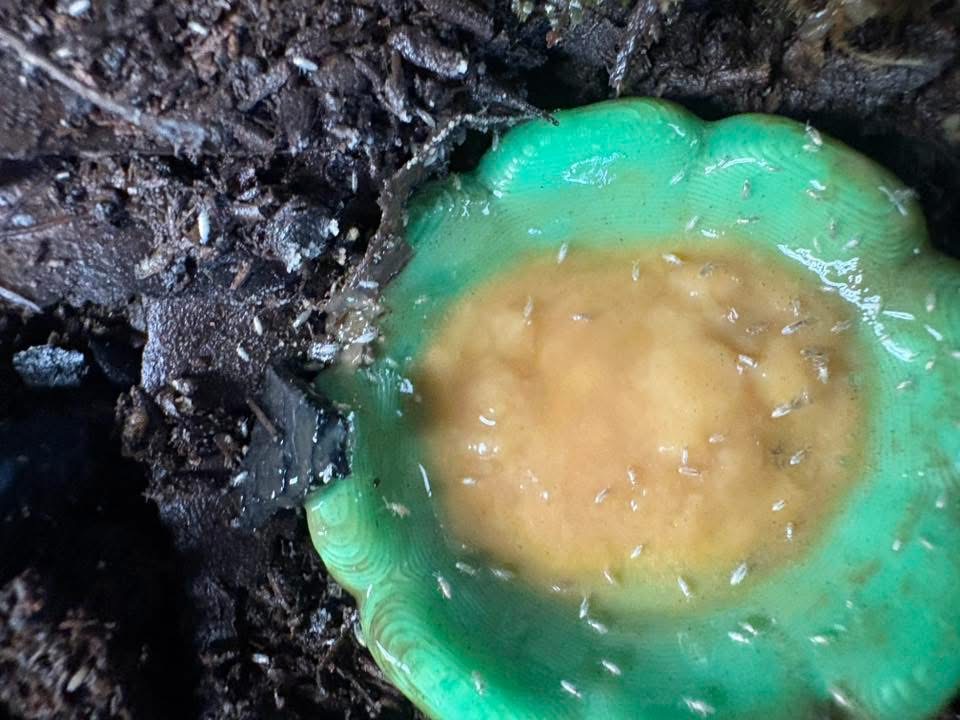 1ct - Lepidocyrtus "Silver"