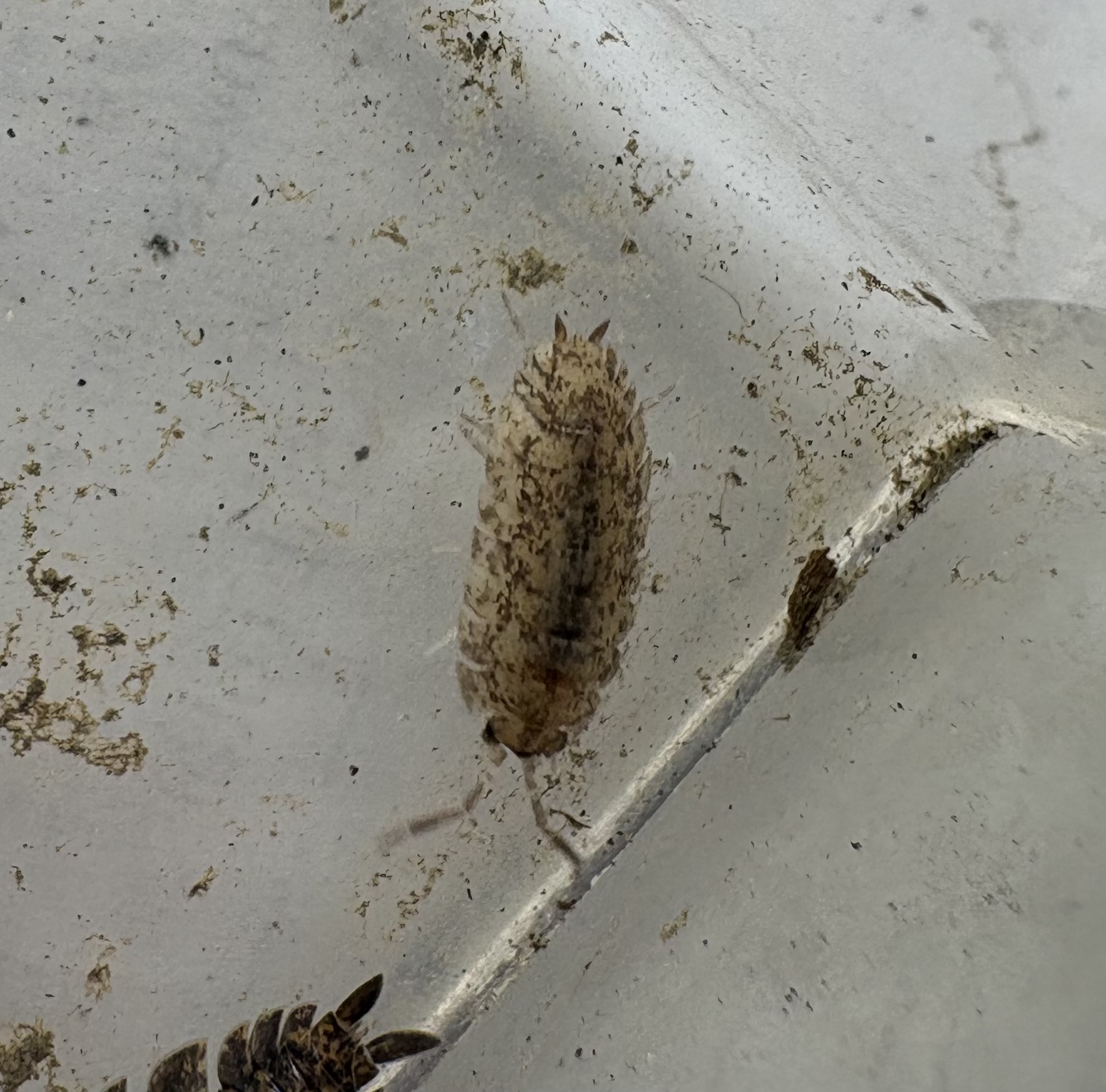 10ct - Porcellio scaber "Mix" photo 2