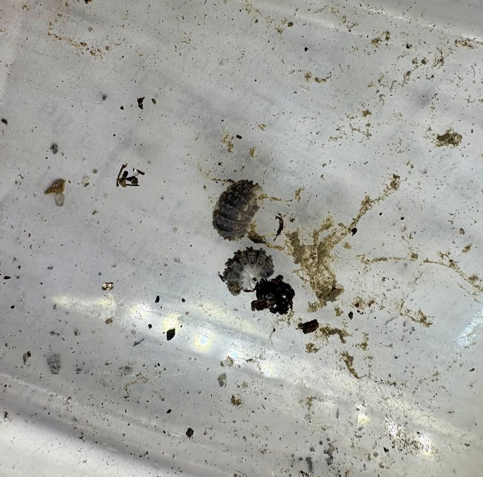 6ct - Reductoniscus tuberculatus pied "Frosty Gator" photo 3