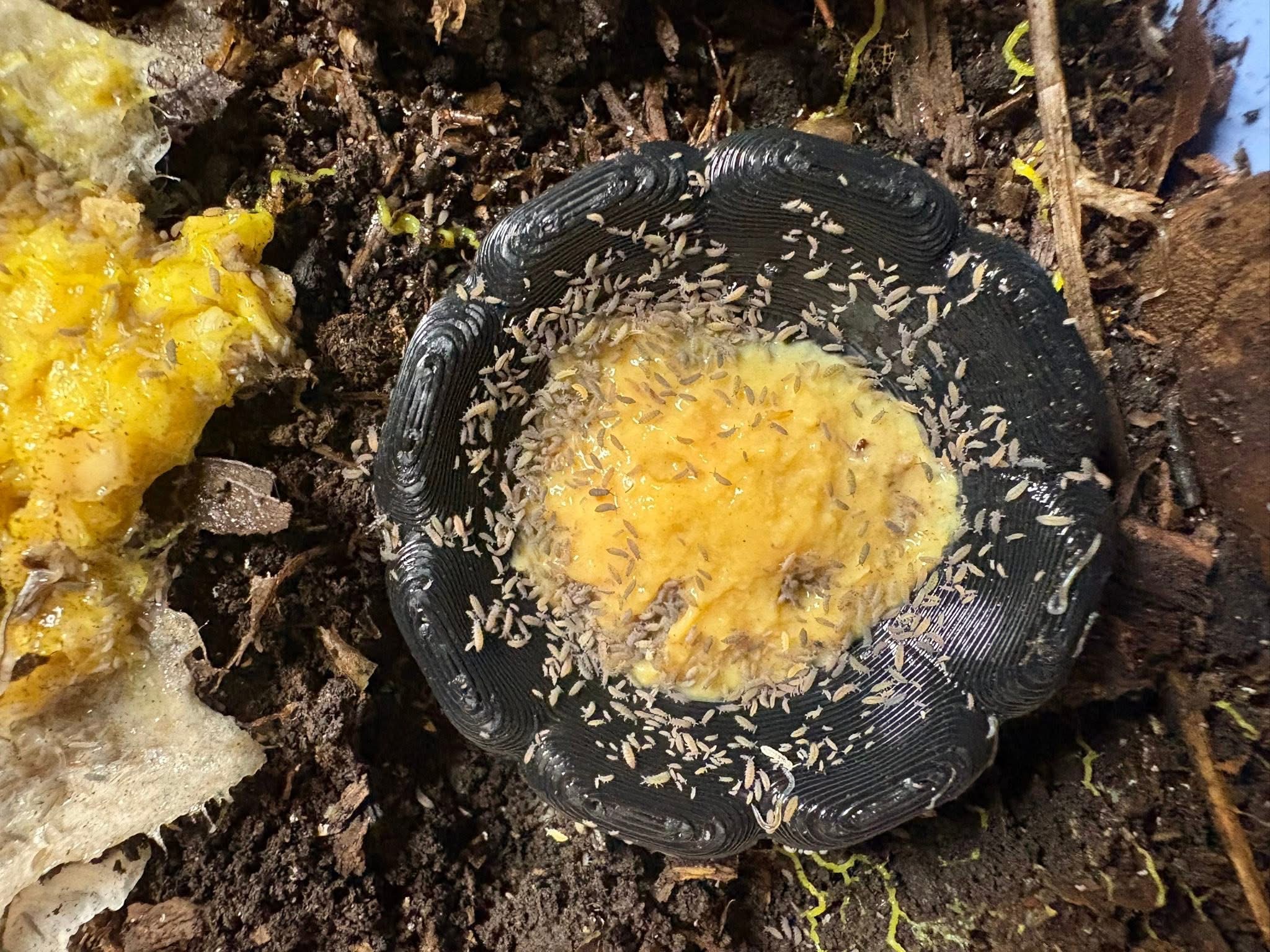 1ct - Ceratophysella isabellae "Lilac"