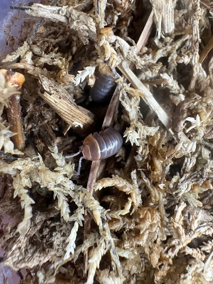 6ct - Armadillidium flavoscutatum "Redhead"