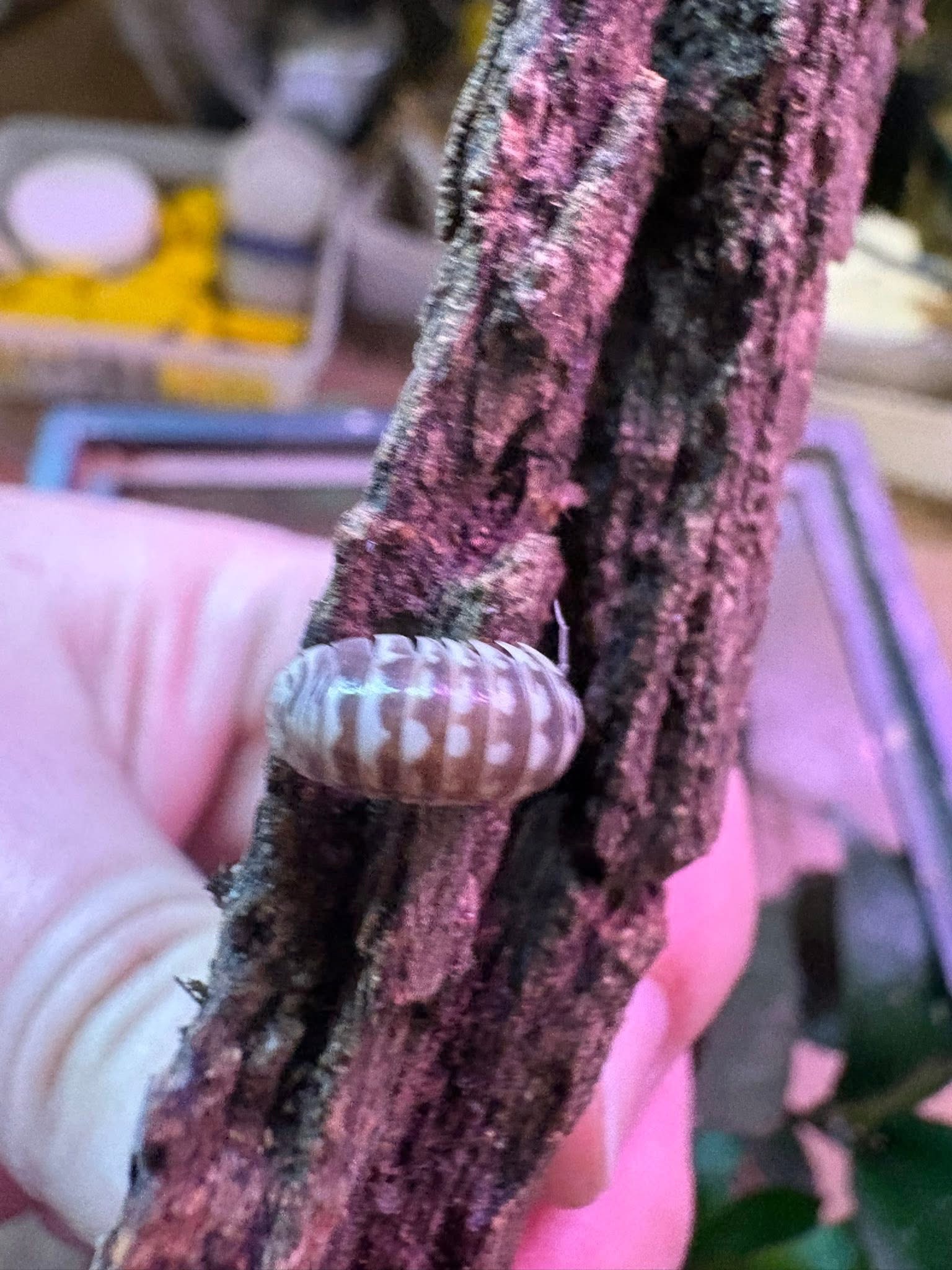 6ct - Armadillidium maculatum "Zebra Mix" photo 2