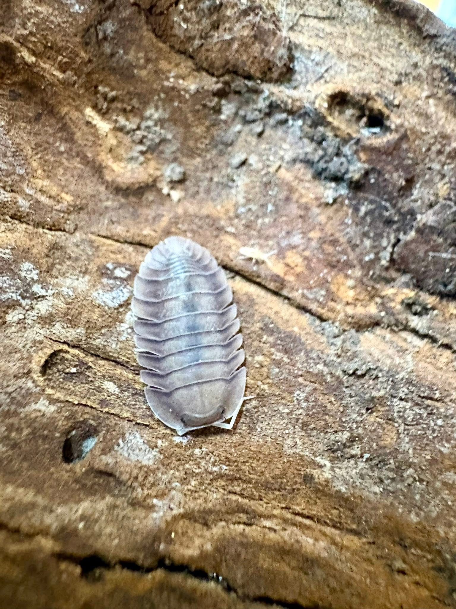 6ct - Troglodillo "Soil"