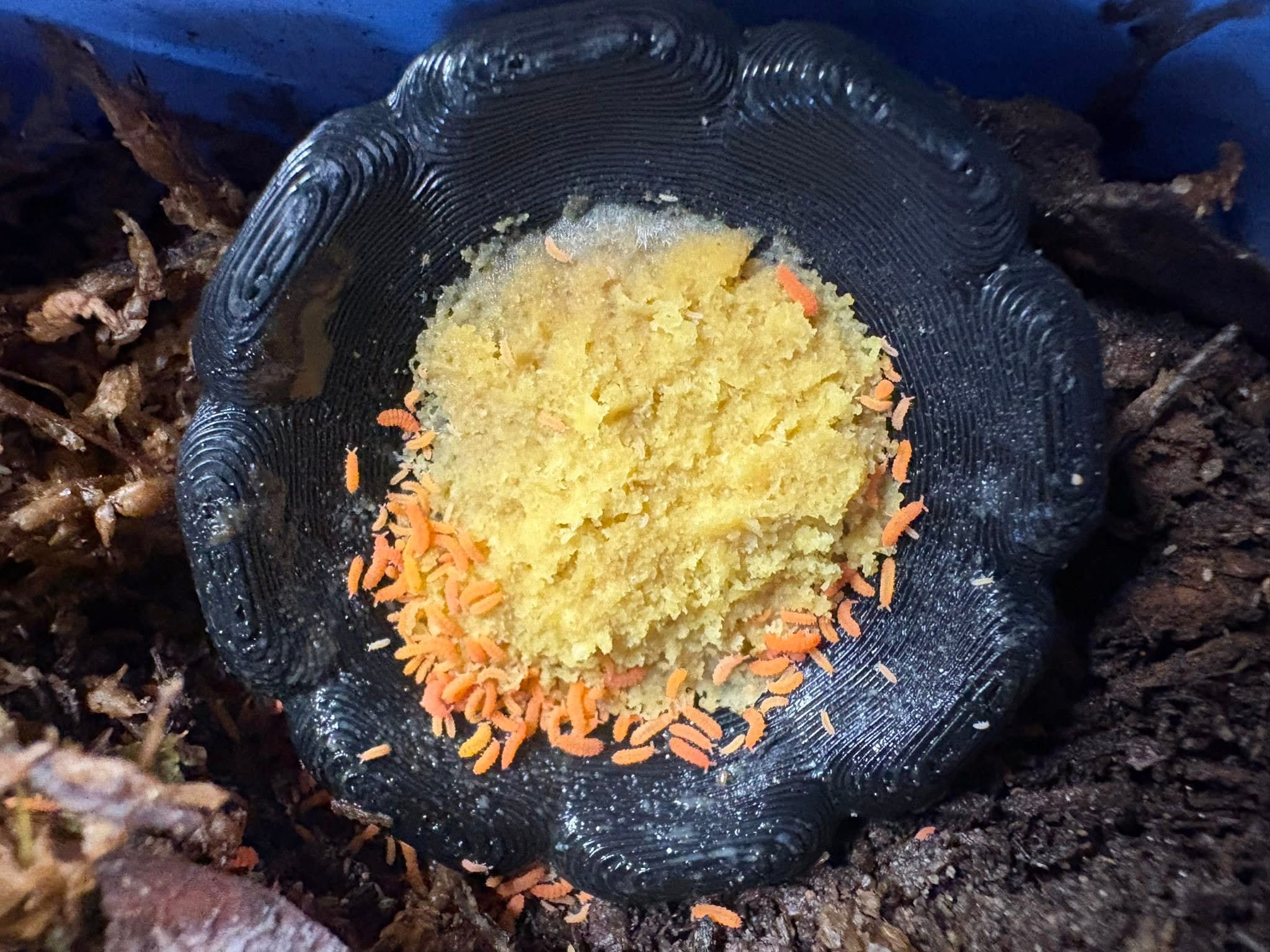 1ct - Yuukianura aphoruroides "Tropical Orange"