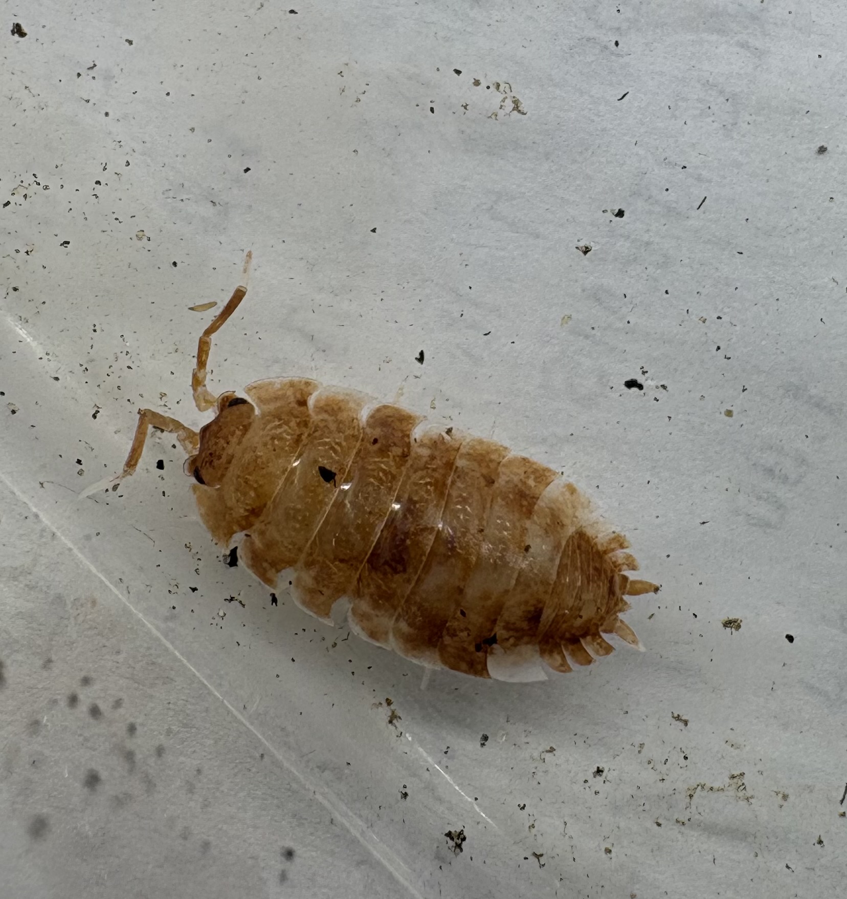 10ct - Porcellio scaber "Mix" photo 3