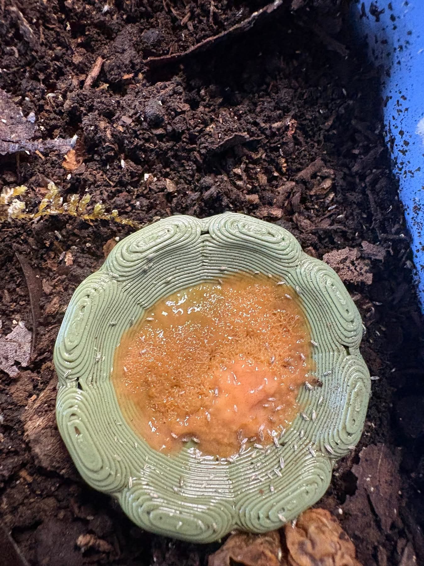 1ct - Lepidocyrtus "Pearlescent"