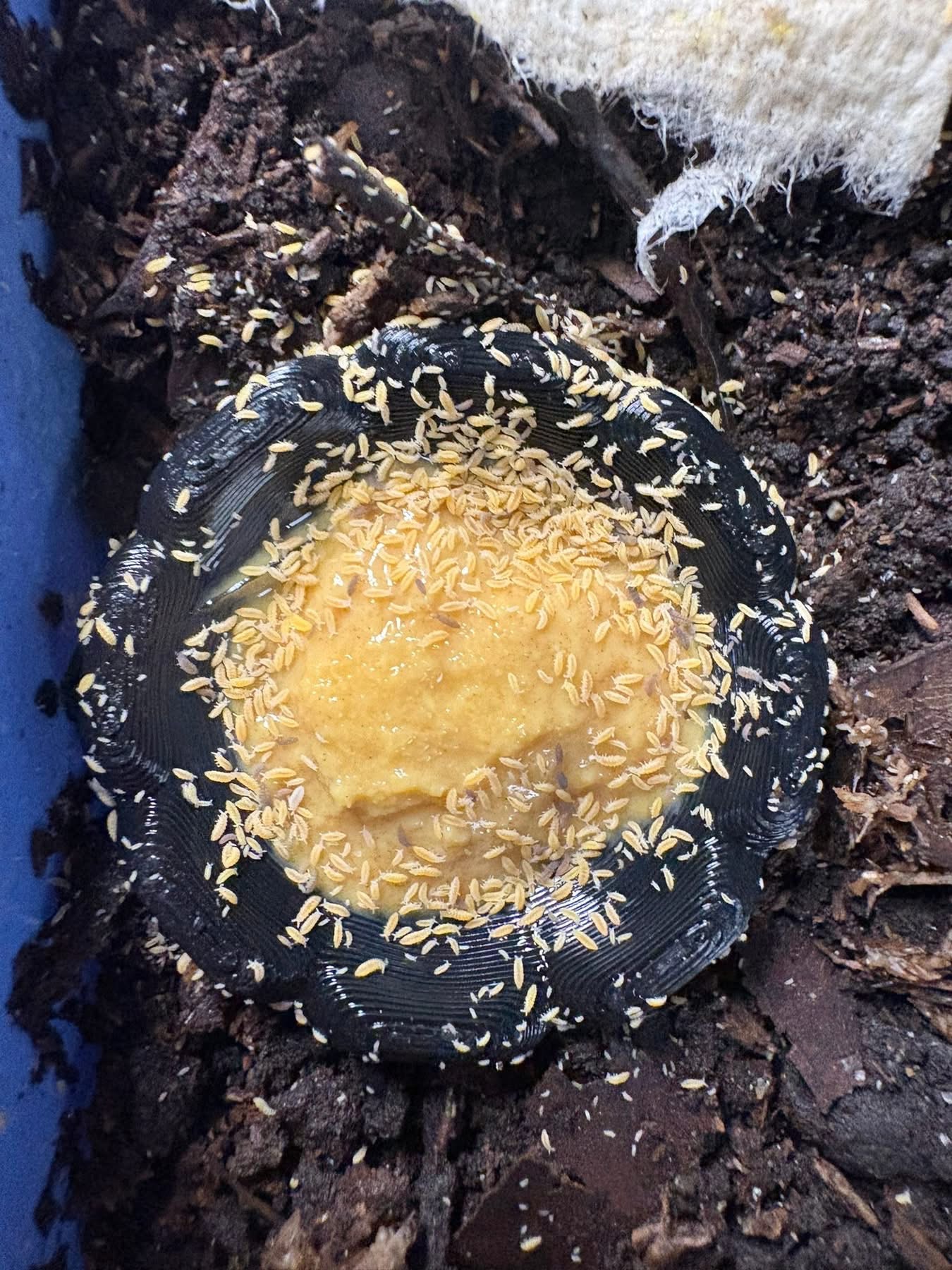 1ct - Ceratophysella isabellae "Yellow"