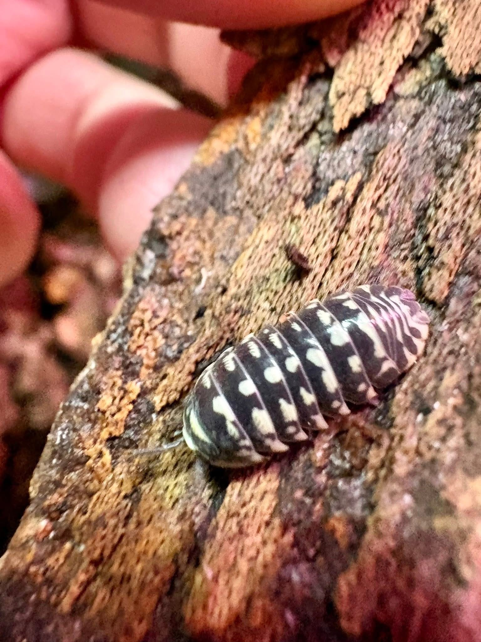 6ct - Armadillidium maculatum "Zebra Mix"