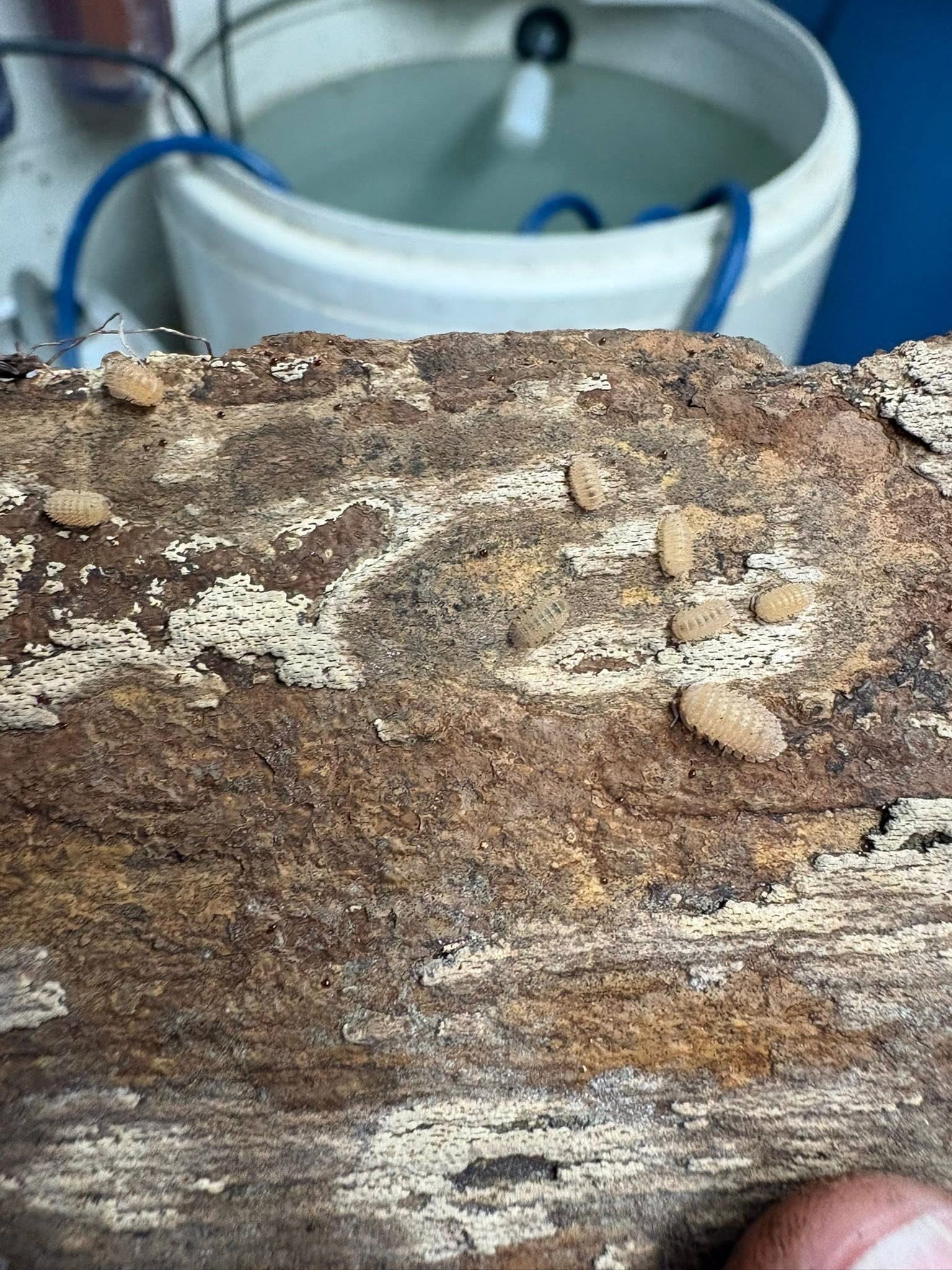 6ct - Cristarmadillidium muricatum "Pineapple Spiky"