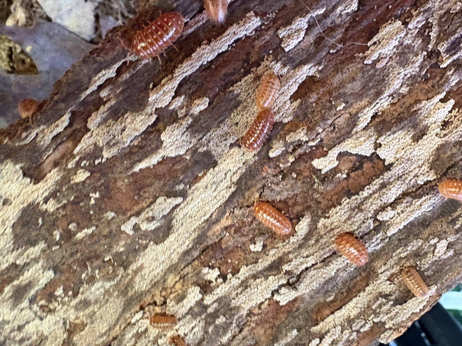 10ct - Armadillidium klugii "Orange Clown" photo 2