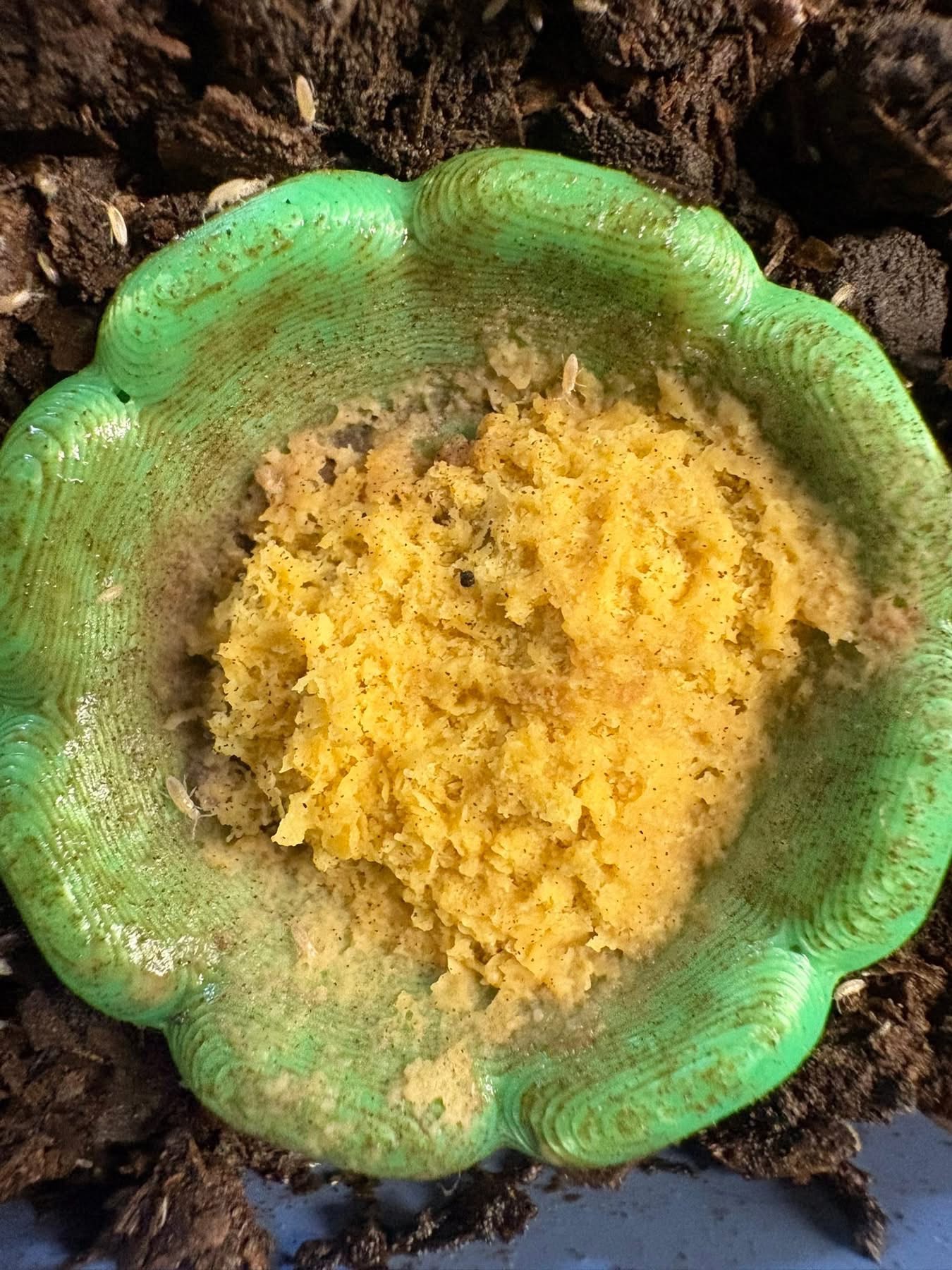 1ct - Pseudosinella violenta "Bylas Ant"