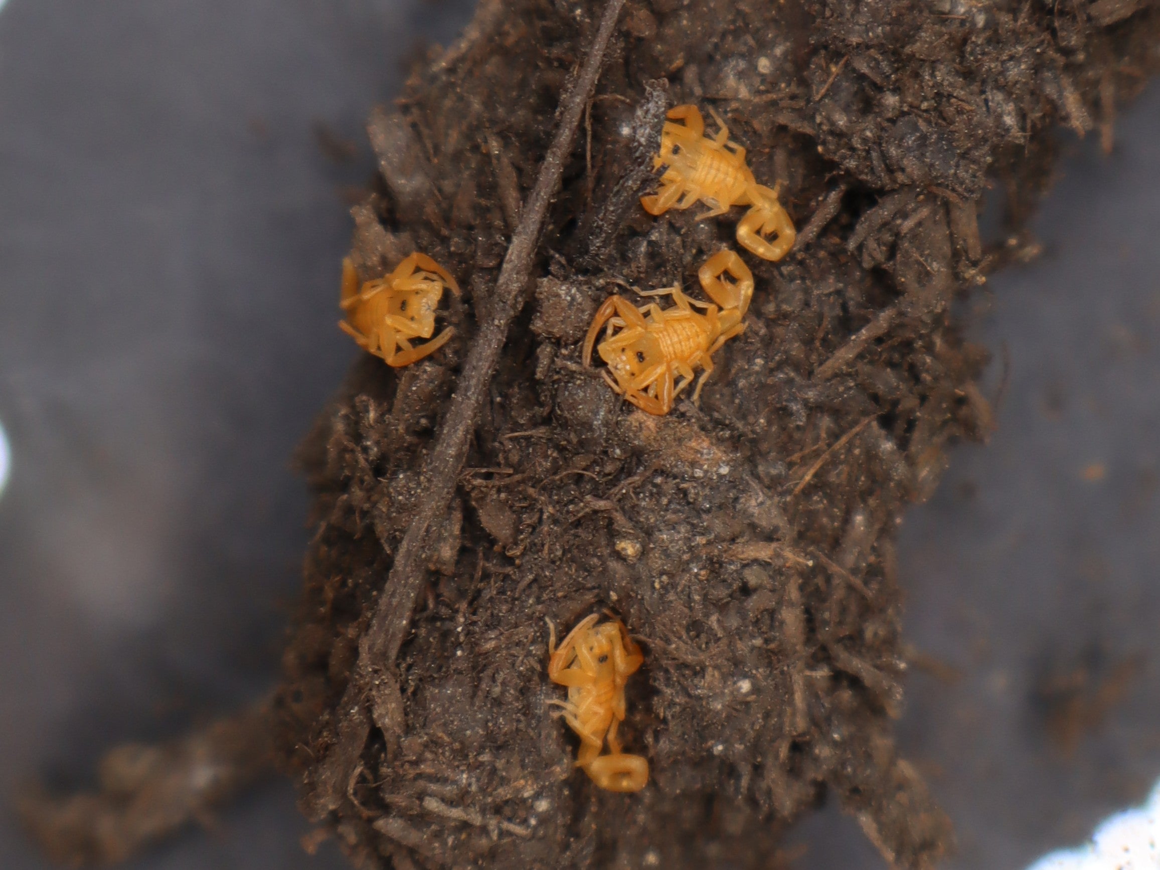 Arizona Bark Scorpion (Centruroides sculpturatus) - 2.5-3" (Adult Females WC)