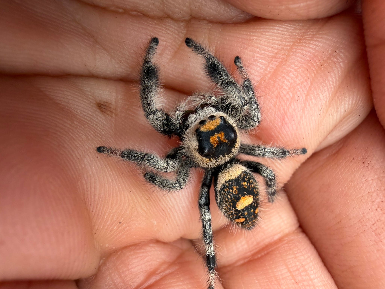 Regal Jumping Spider (Phidippus regius) 027 - 0.5-0.9" body (Juvenile/Adult) WC photo 2