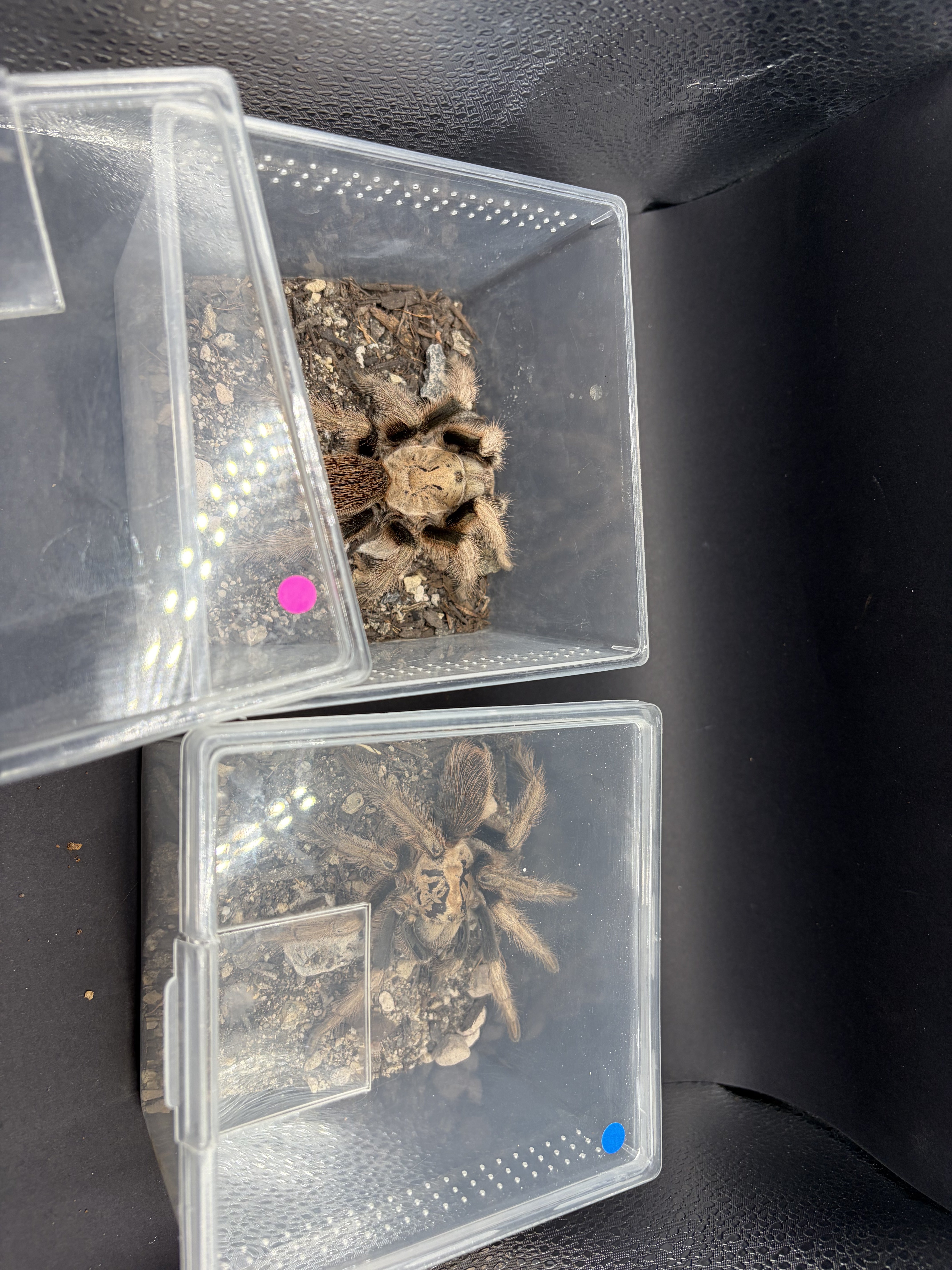 Arizona Blonde Tarantula (Aphonopelma chalcodes) Sexed Pair - Best Guess - 2.5-6" leg span (Sub-adult to Adult)