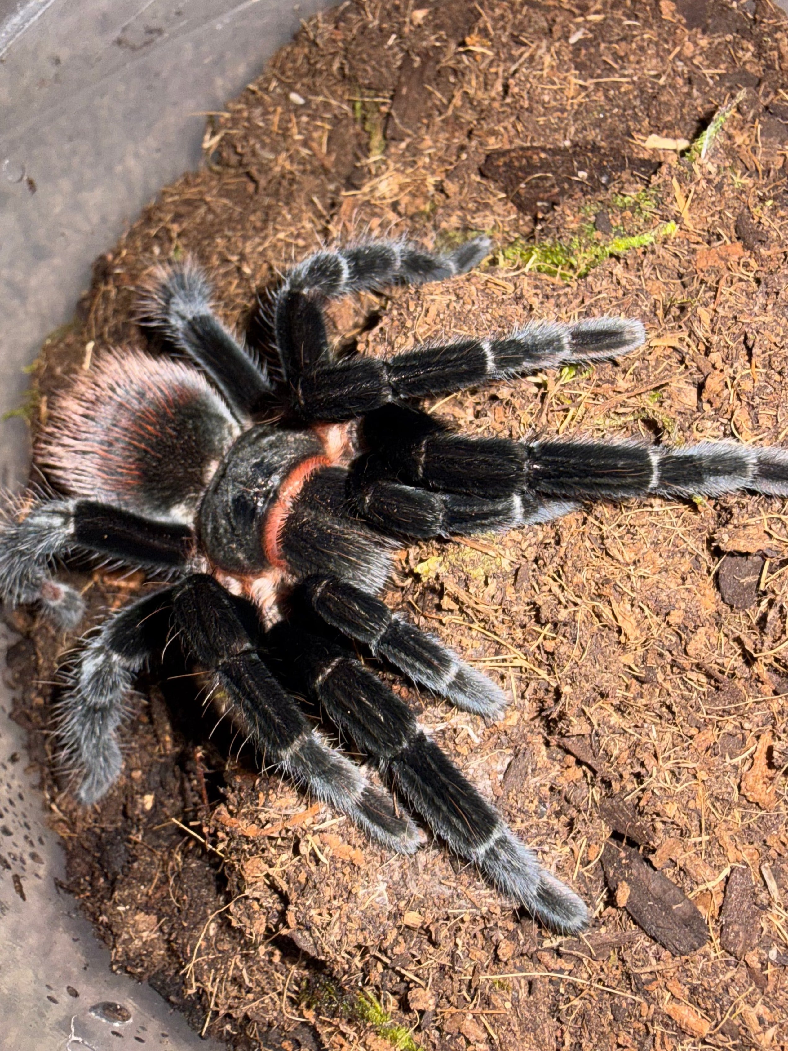 Mexican Red Rump Tarantula (Tliltocatl vagans) - 3.5" (Unsexed) photo 3