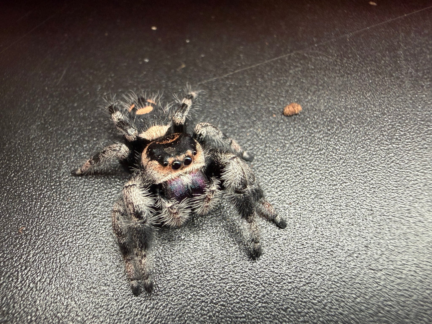 Regal Jumping Spider (Phidippus regius) 014 - 0.5-0.9" body (Juvenile/Adult) WC photo 3