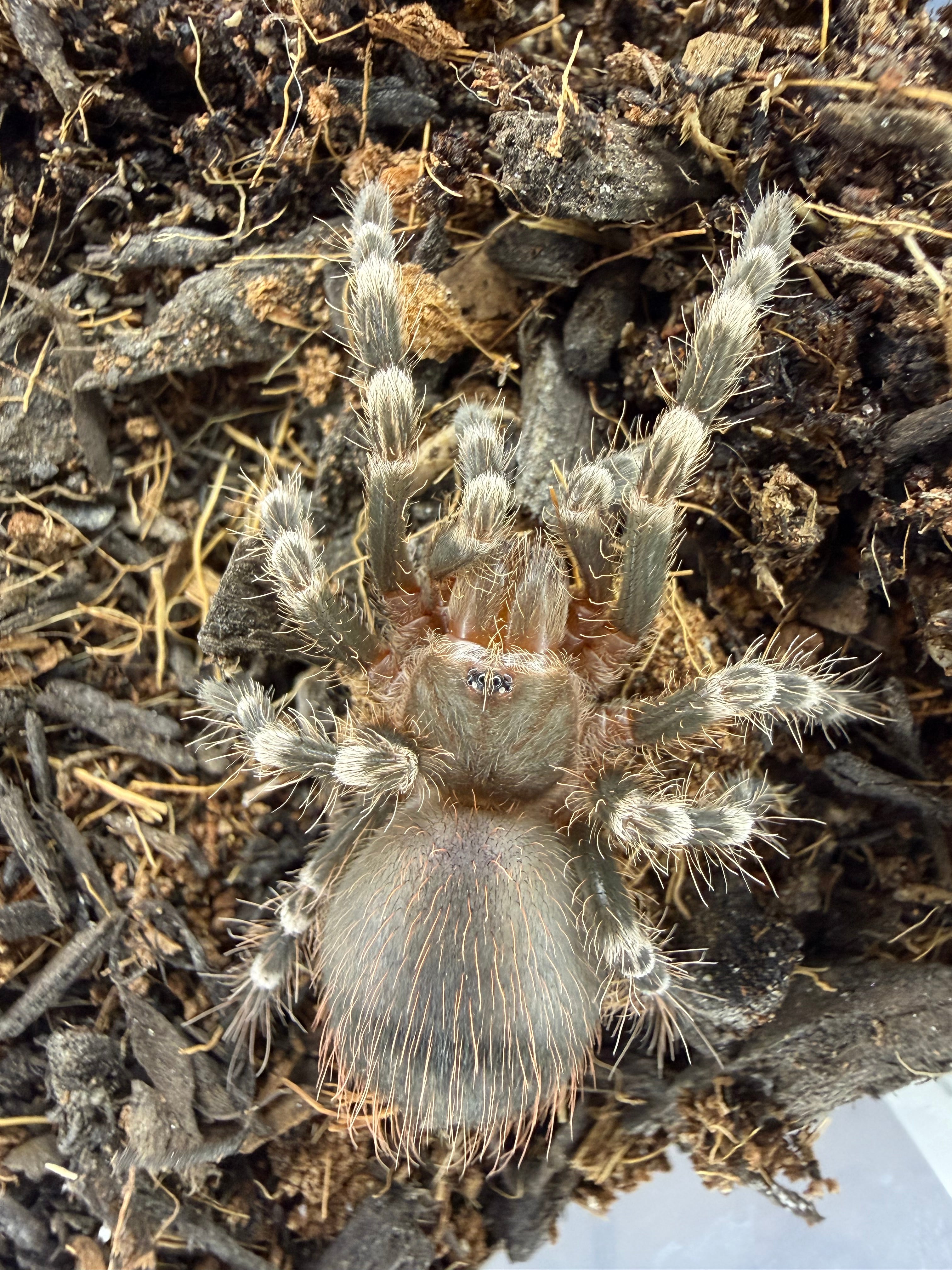 Brazilian White Knee Tarantula (Acanthoscurria geniculata) - 3-3.5" (Unsexed) photo 3