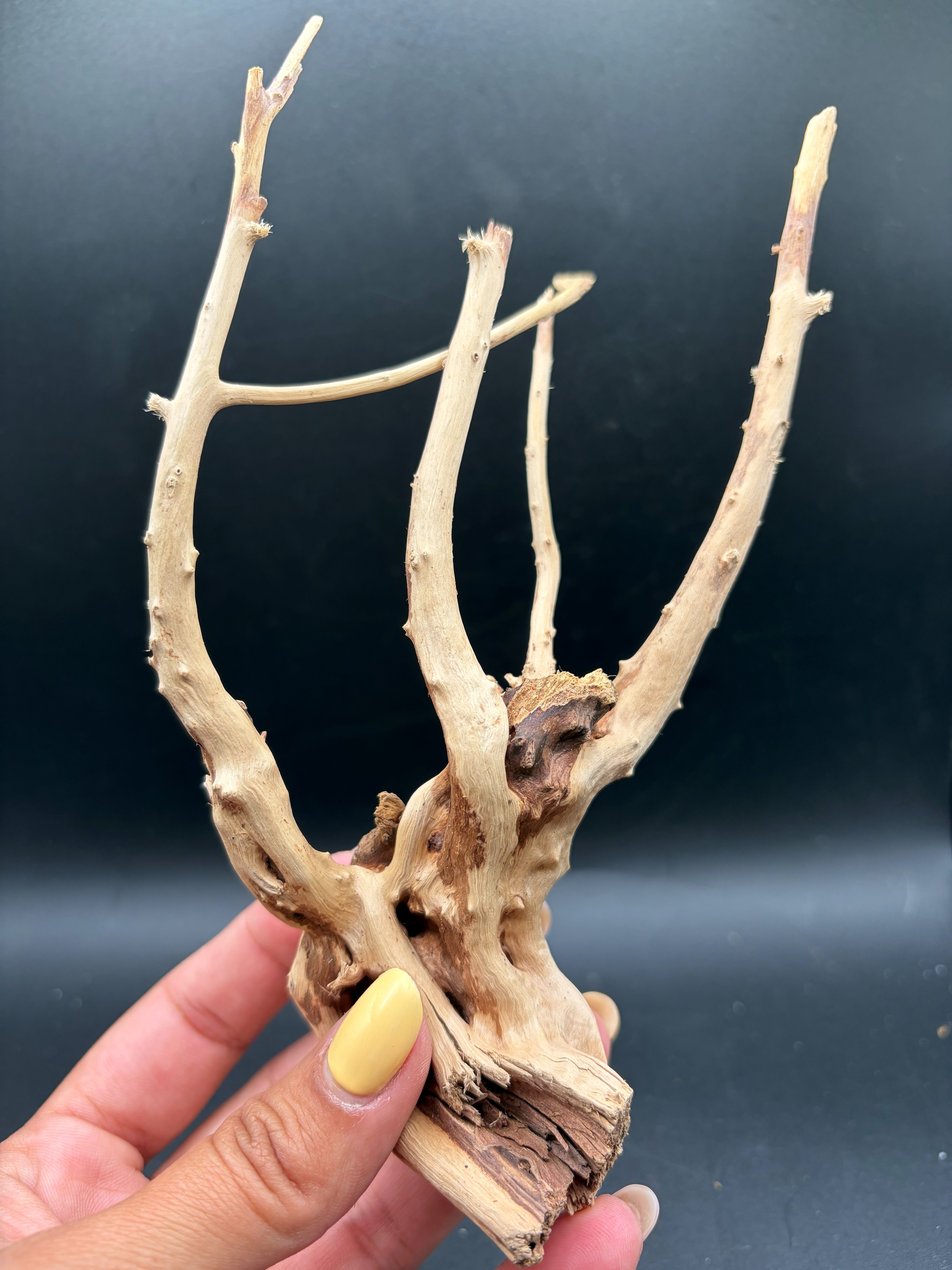 Spiderwood Branch (Small) photo 3