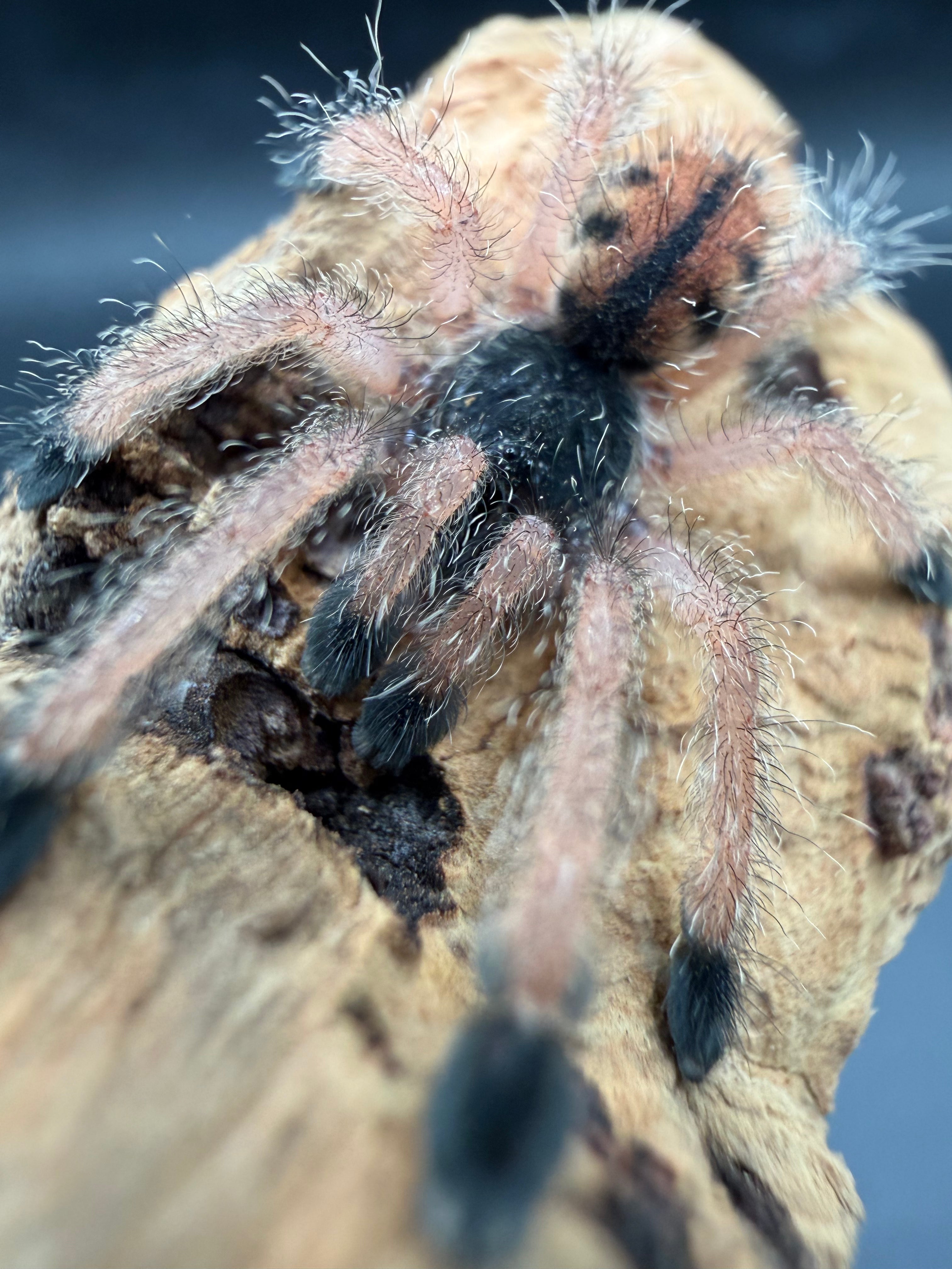 Guyana Pink Toe Tarantula (Avicularia avicularia) - 1" (Sling)