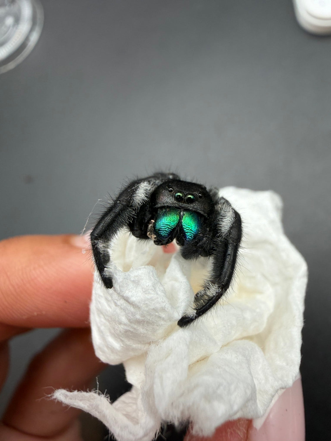 Regal Jumping Spider (Phidippus regius) 024 - 0.5-0.9" body (Juvenile/Adult) WC