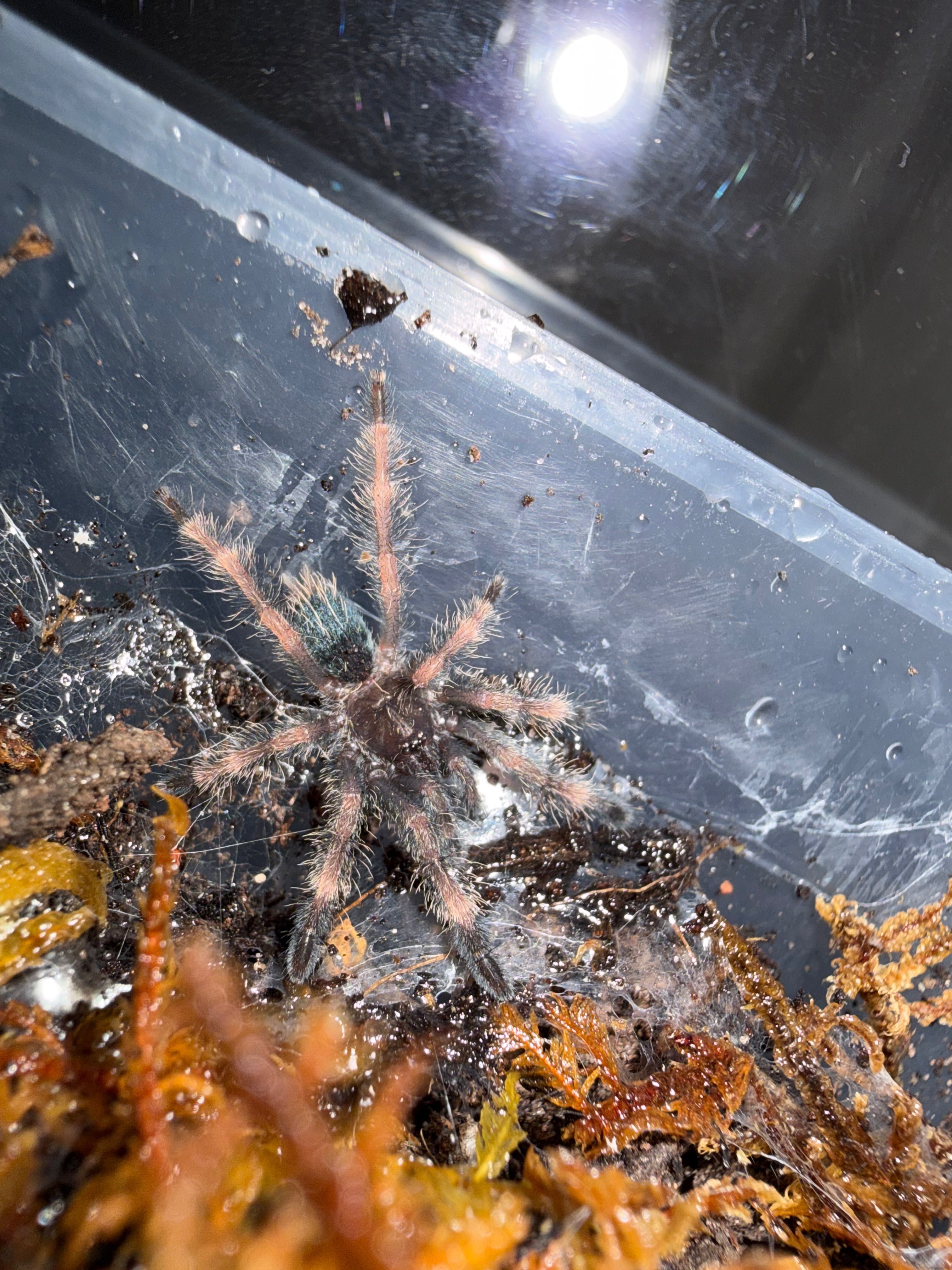 Darth Maul Tarantula (Psalmopoeus victori) - 3/4-1.25" (Sling) photo 2