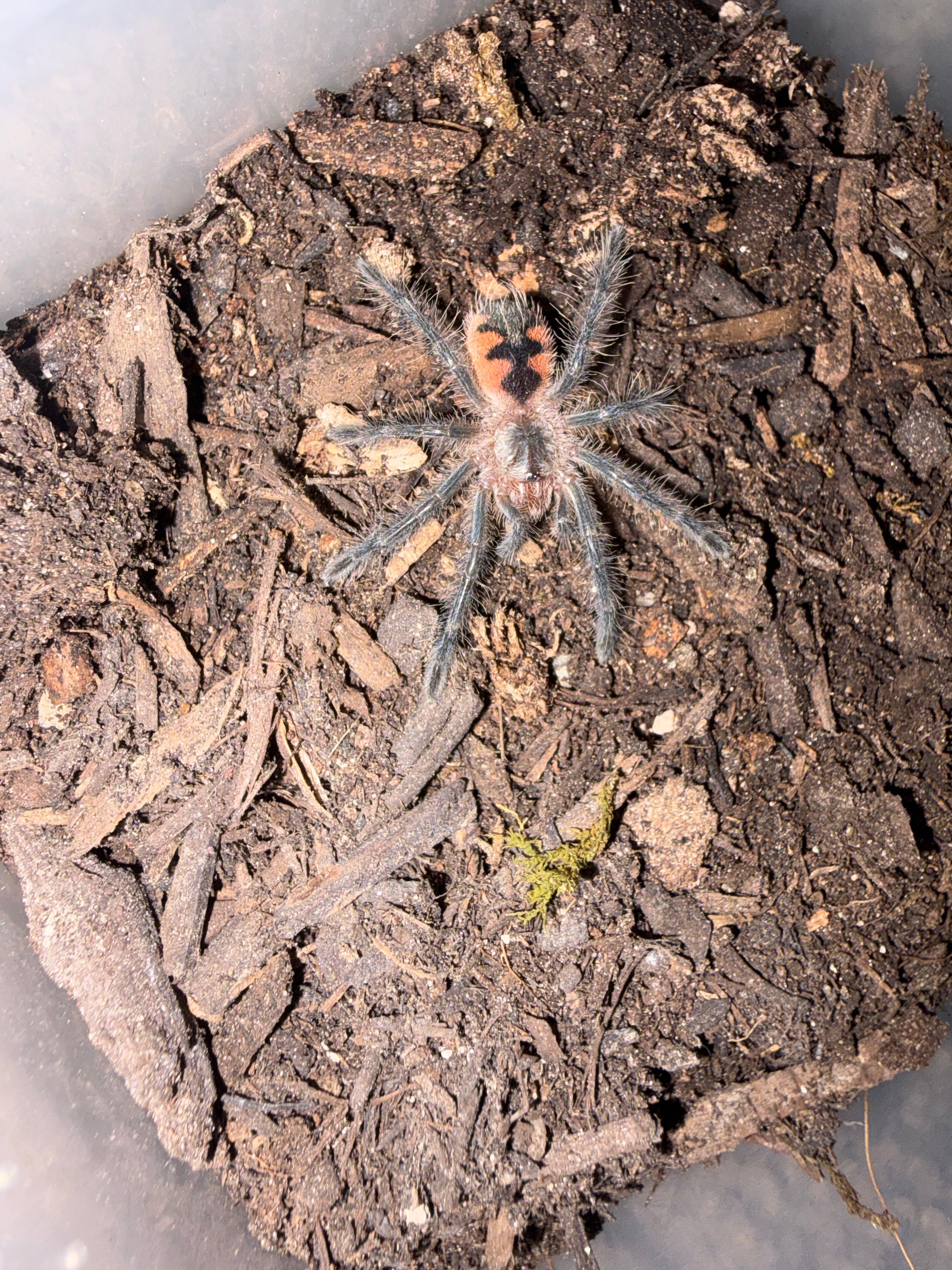Midnight Black Birdeater Tarantula (Pamphobeteus sp. 'Tigris') - 1.25-1.5" (Sling)