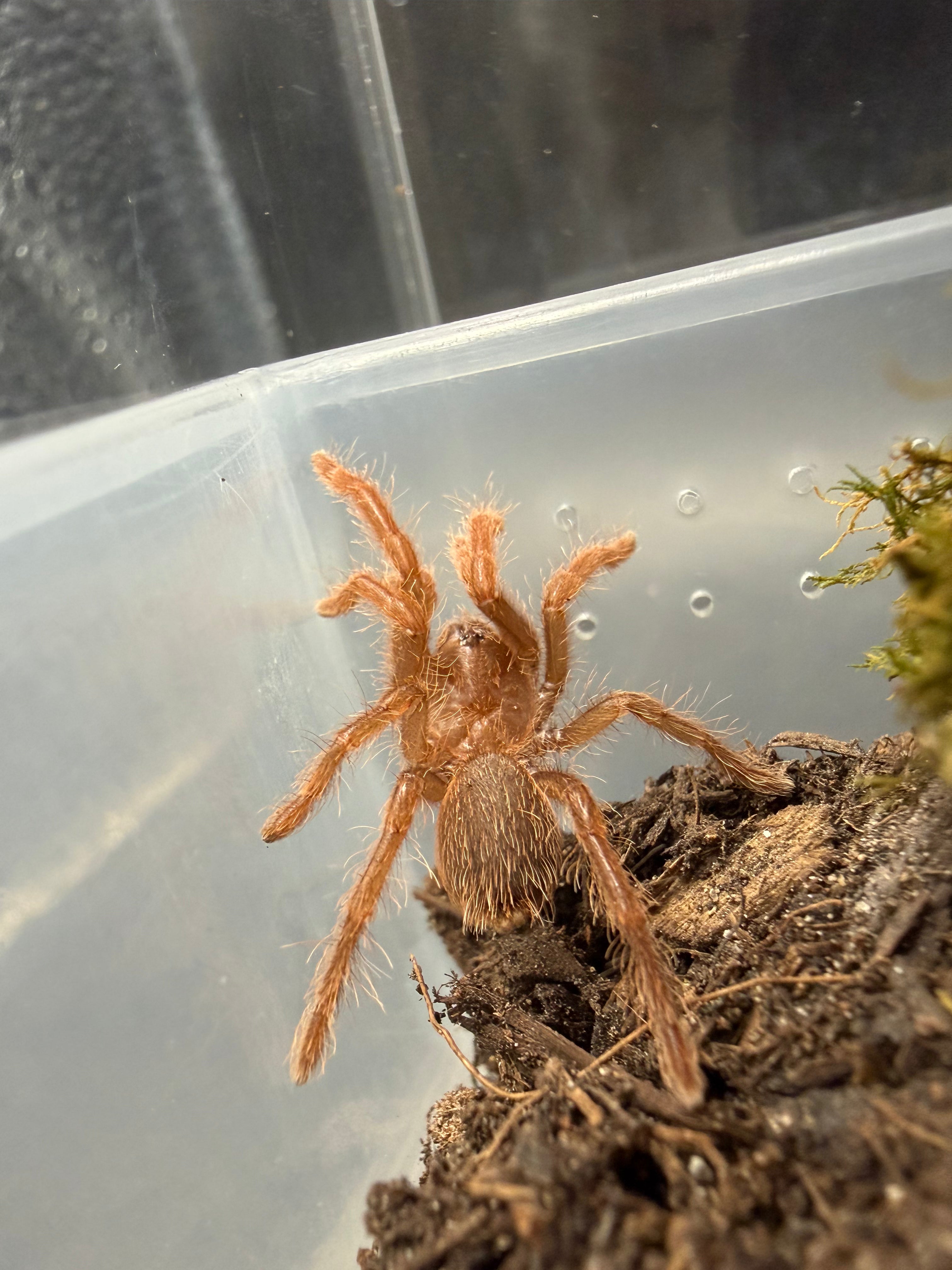 King Baboon Tarantula (Pelinobius muticus) - 0.75-1" (Sling) photo 2