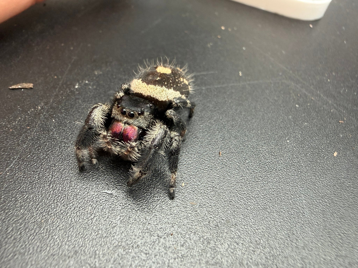 Regal Jumping Spider (Phidippus regius) 015 - 0.5-0.9" body (Juvenile/Adult) WC photo 3