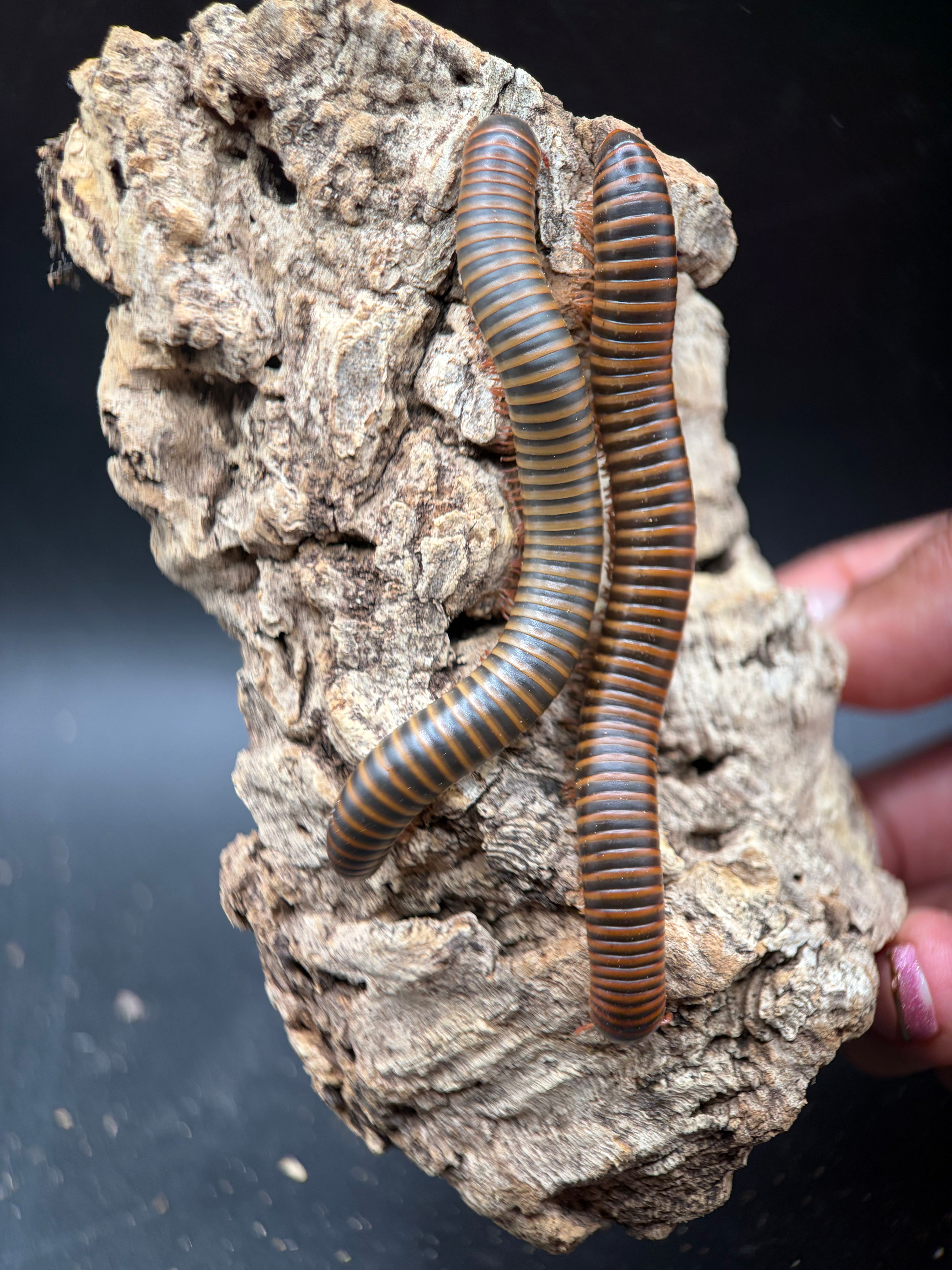 American Pinkfoot Millipede (Narceus americanus) - 2-4" (Mixed Sizes WC)