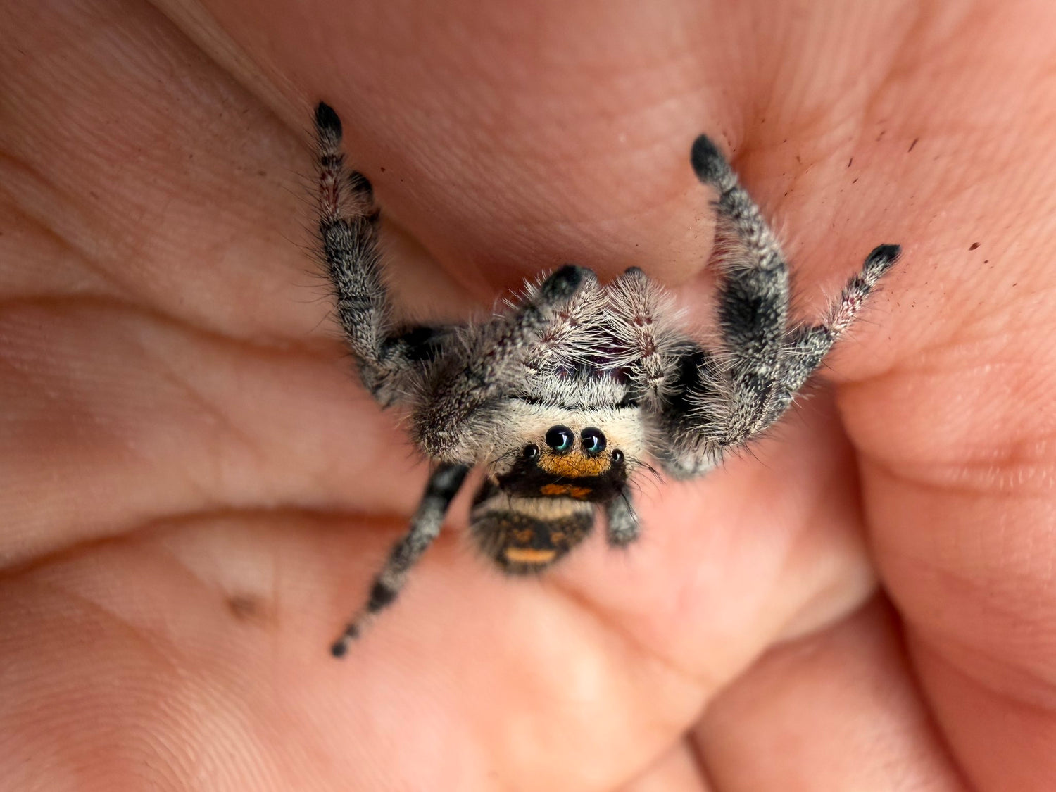 Regal Jumping Spider (Phidippus regius) 027 - 0.5-0.9" body (Juvenile/Adult) WC photo 3