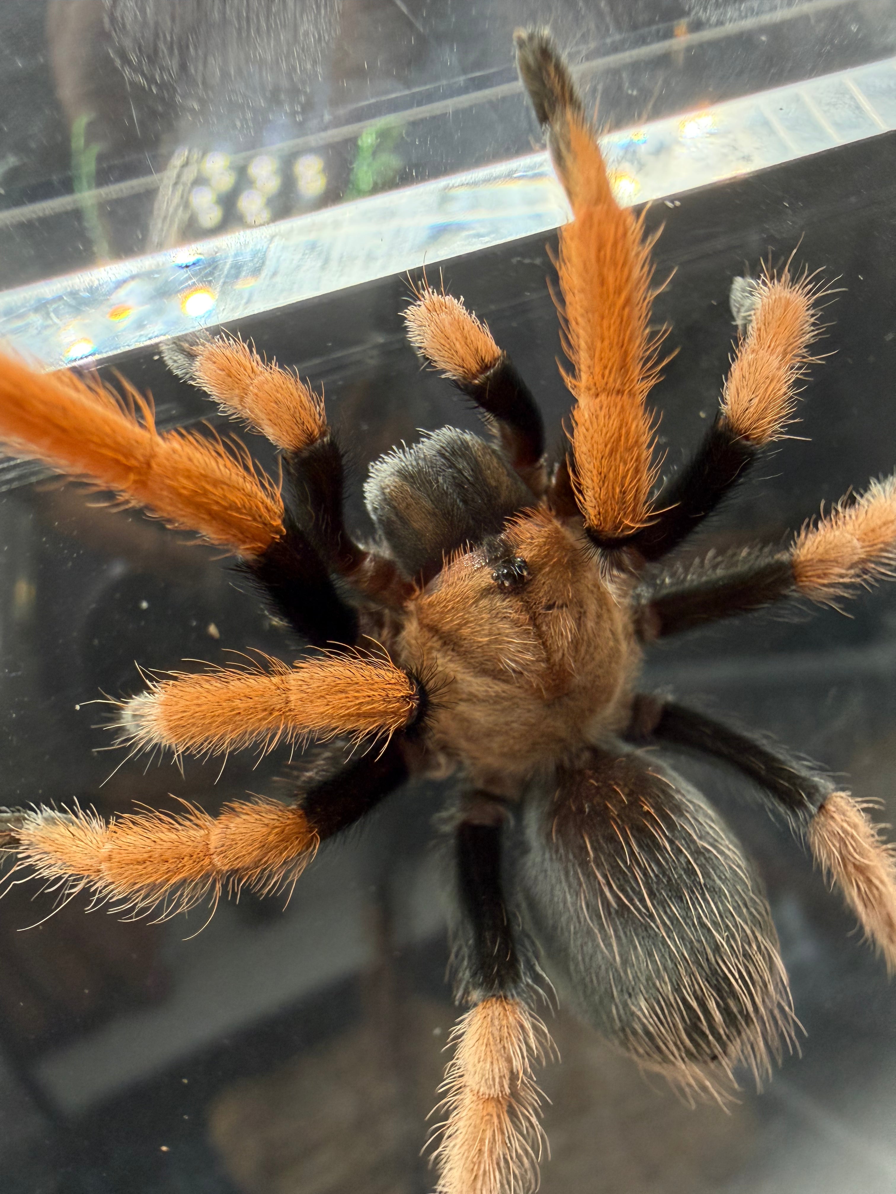 Mexican Bloodleg Tarantula (Aphonopelma bicoloratum) - 1.5-2" (Unsexed)