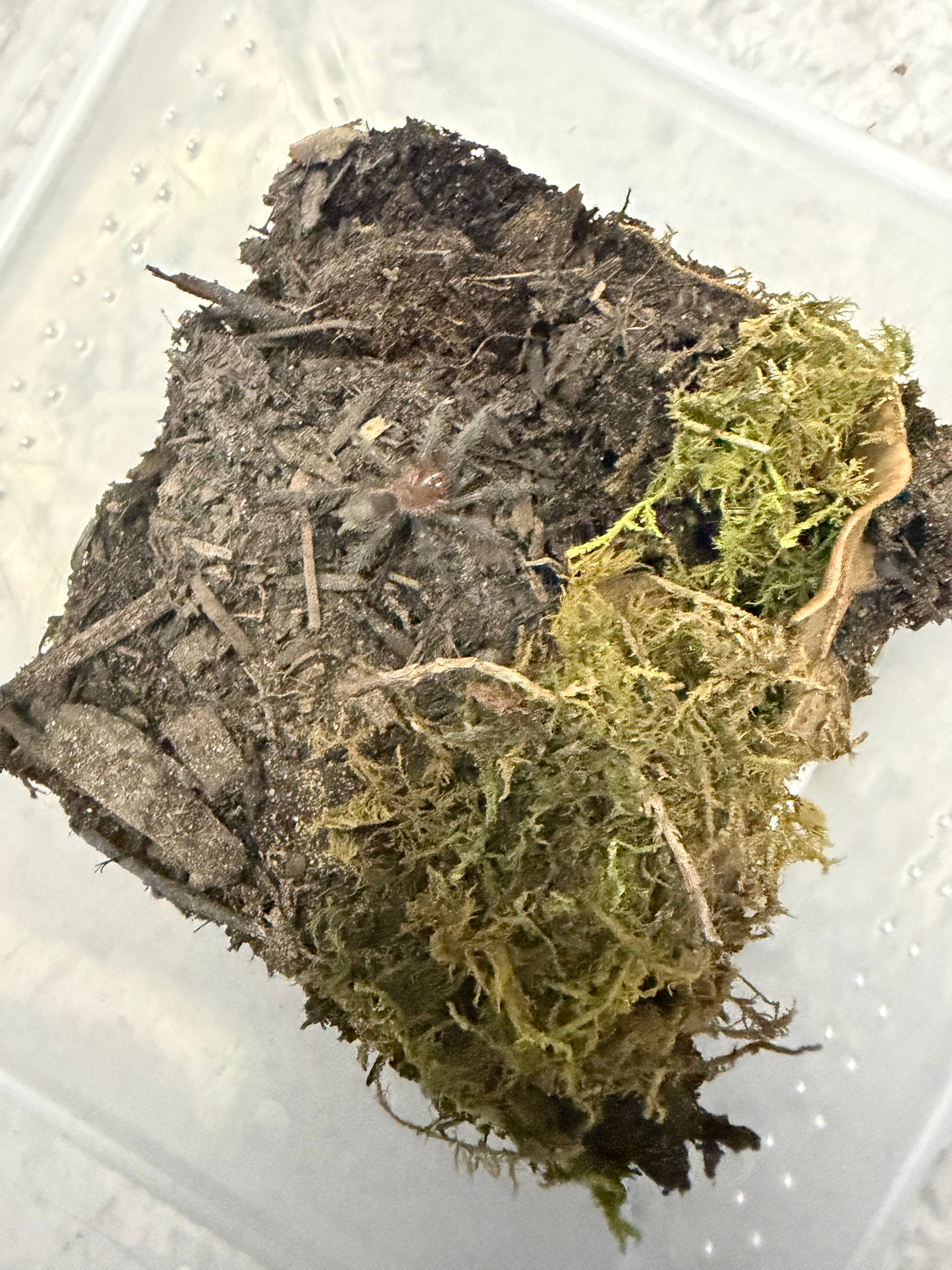 Guarani Giant Tarantula (Grammostola grossa) - 0.75-1" (Sling) photo 2