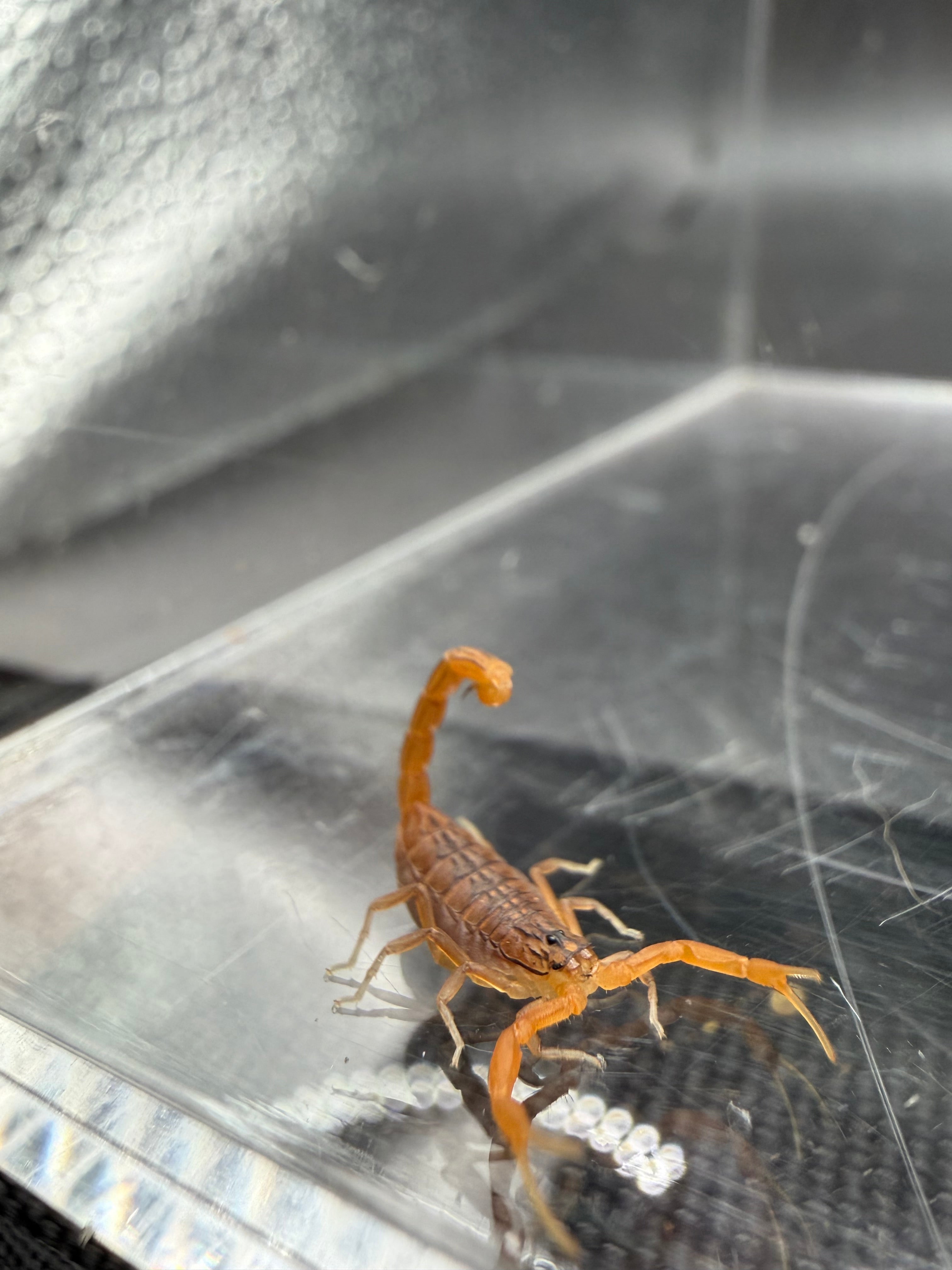 Indian Red Scorpion (Hottentotta tamulus) - 1/4-1/2" (2i/3i CB) photo 2