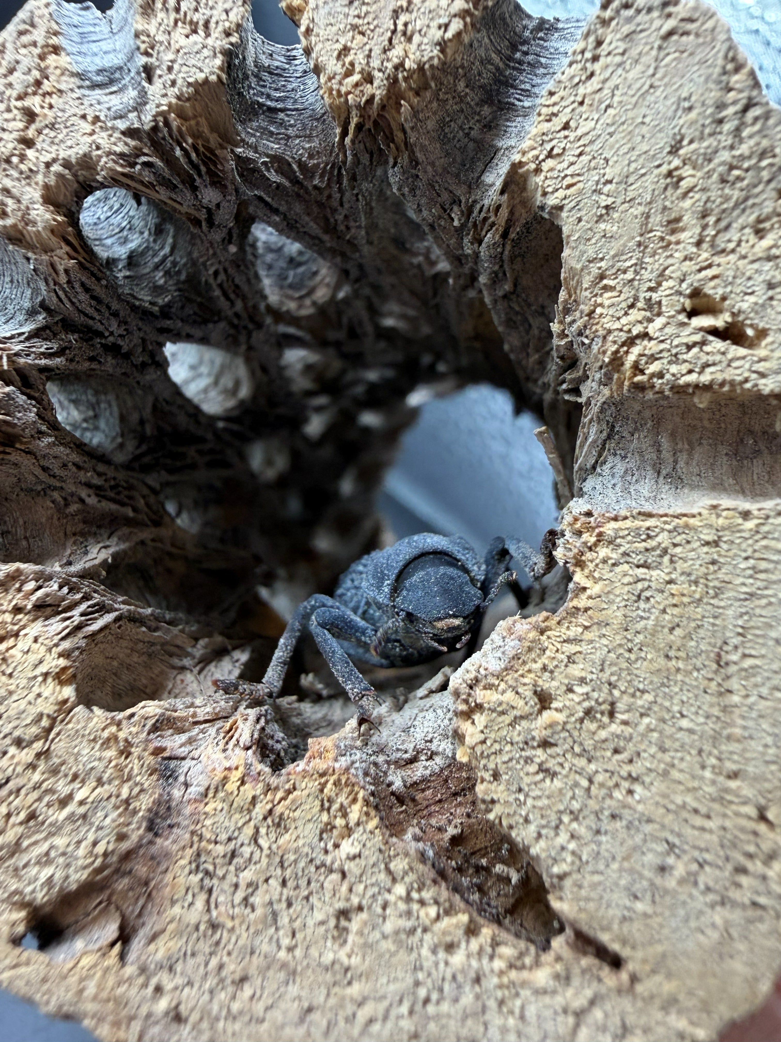 Blue Death Feigning Beetle (Asbolus verrucosus) - 1" (Adult WC) photo 3